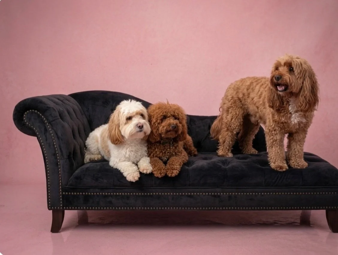 Peaches, Archie &amp; Kobe 🎾