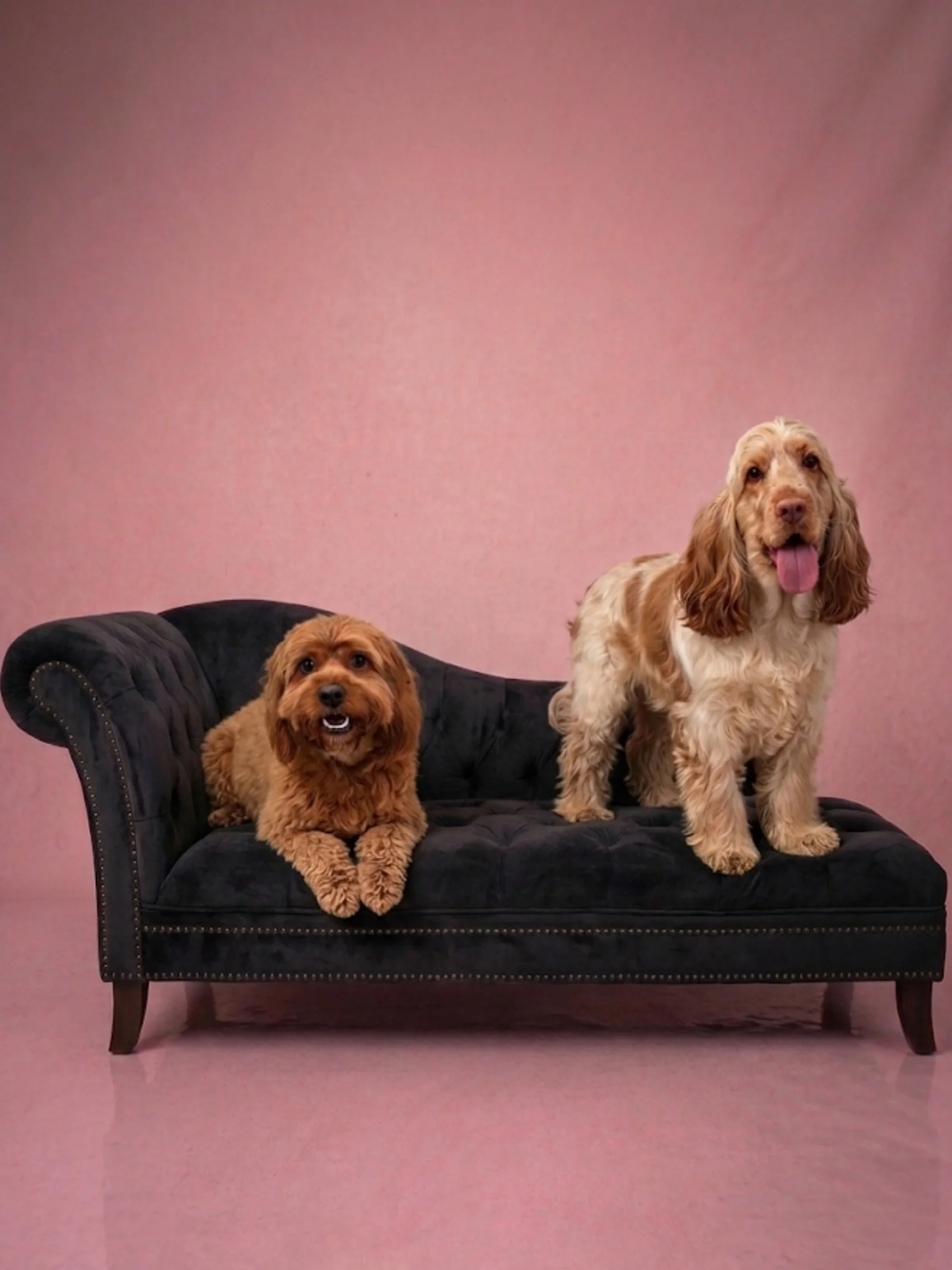 Lucky &amp; Ollie