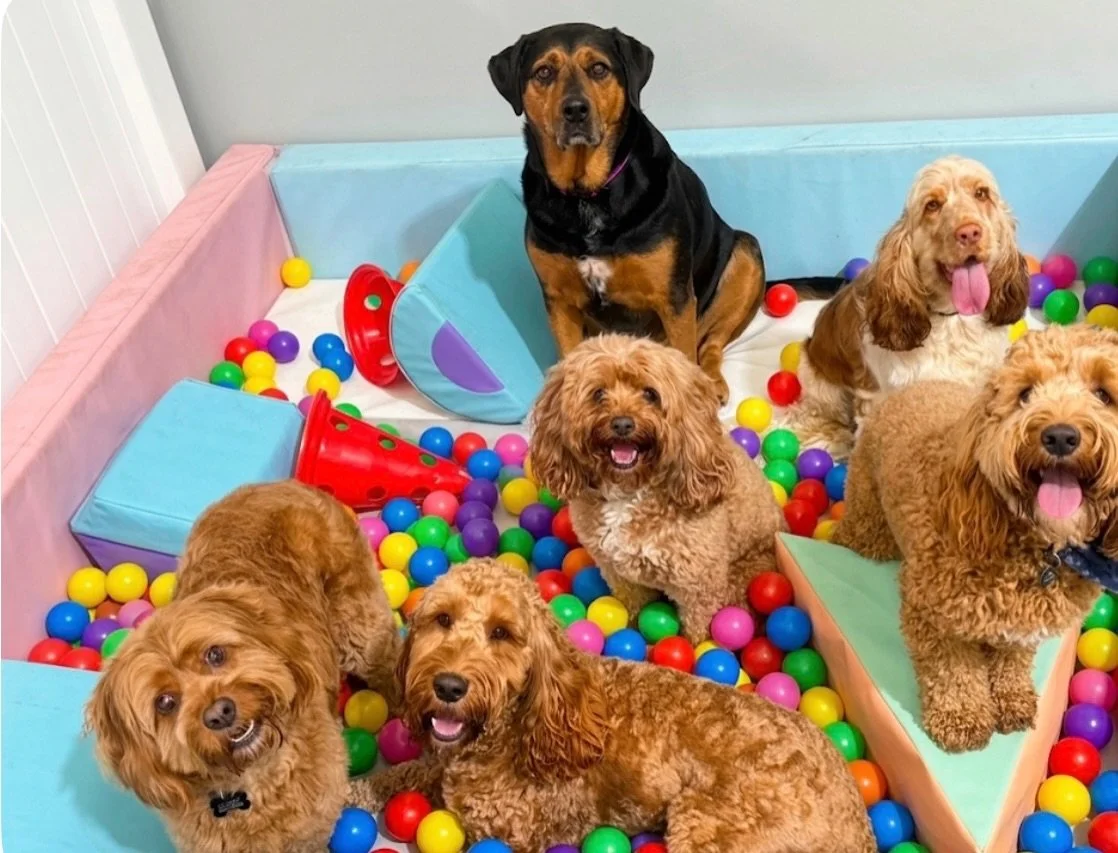 POV - the office is filled with Oodles and poodles 

Billie the Rottie hanging in strong to represent her brand 😂📚🍎

📍 @woofs_ofballst 

Play 🎾 | Learn 📚 | Grow 🧸 Together