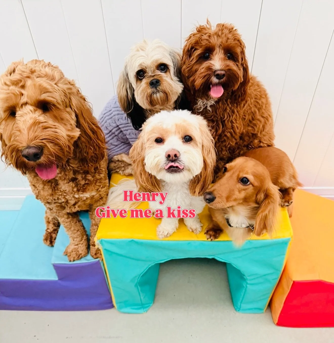 Drama School 
Featuring Pablo, Coco , Peaches, Henry &amp; Archie 🍎

📍 @woofs_ofballst 

Play 🎾 | Learn 📚 | Grow 🧸 Together