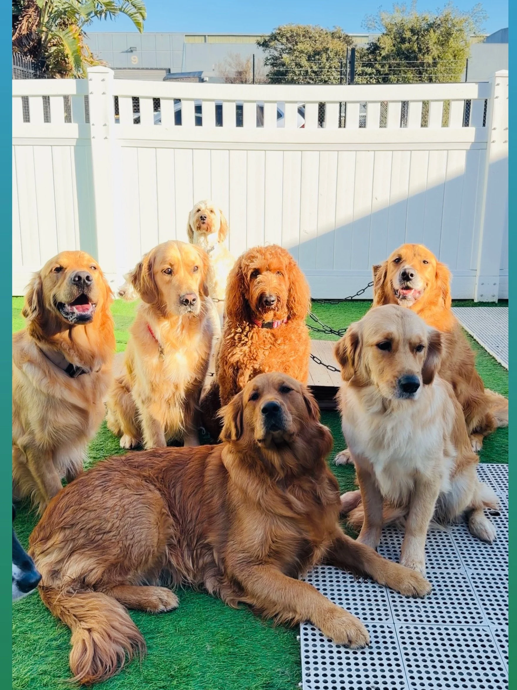 Goldie Gang &amp; Nellie/ Polly gals 😂🍯