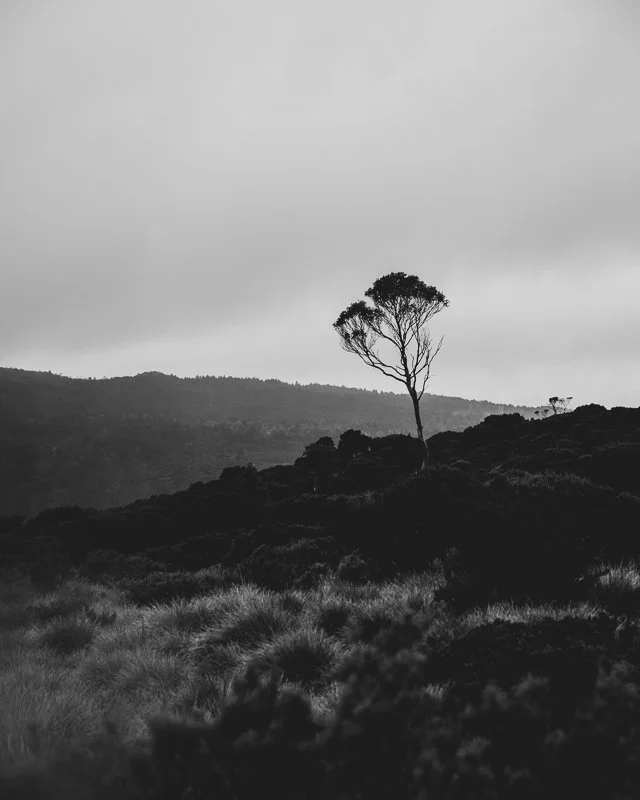 Tasmania Landscape