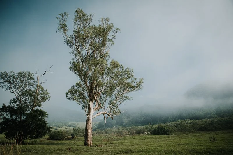 The Gorge Tree