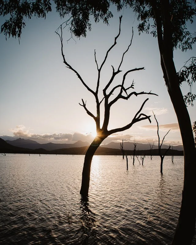 Tree Silhouette