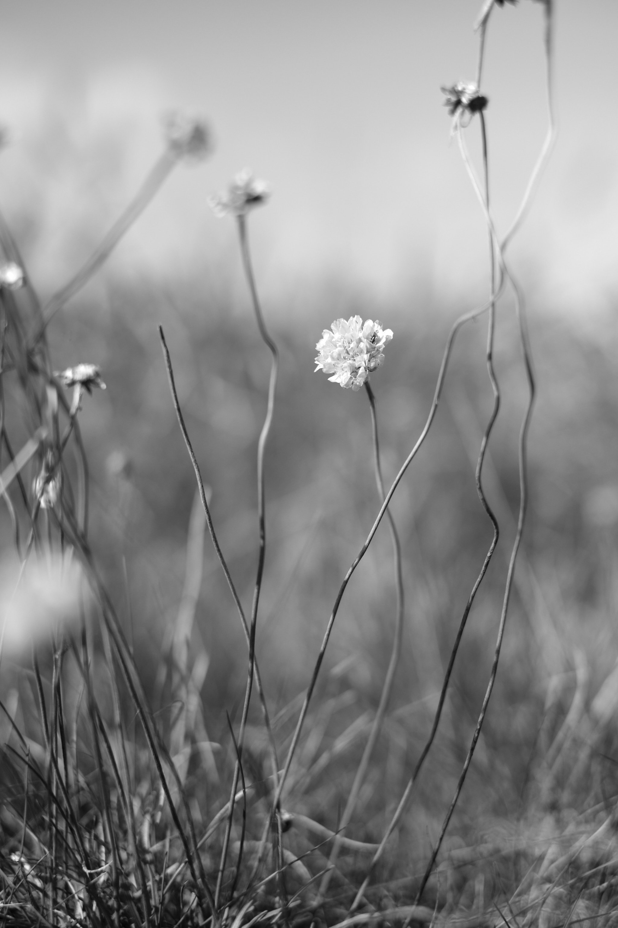 DSCF5748.jpg