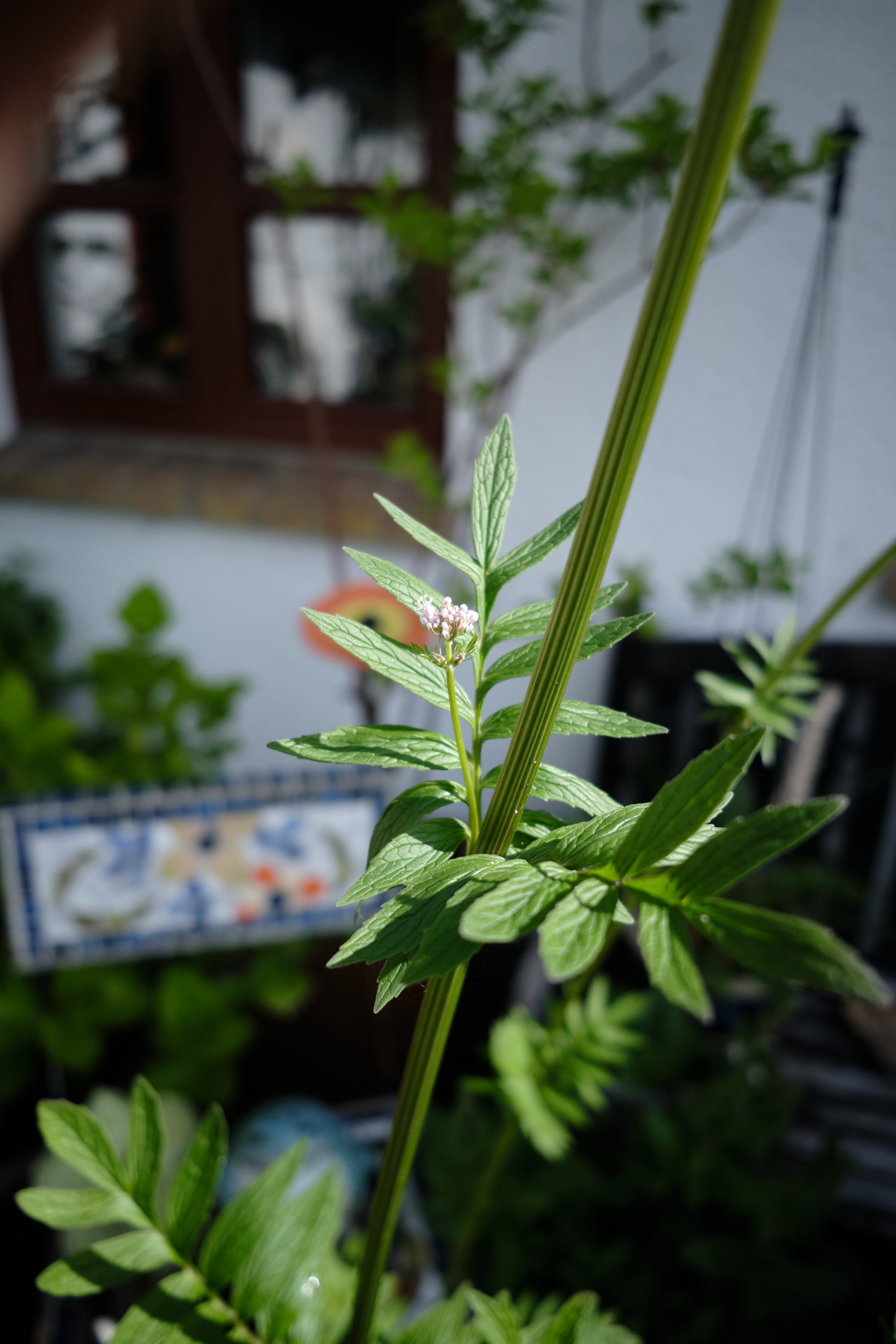 DSCF5435.jpg