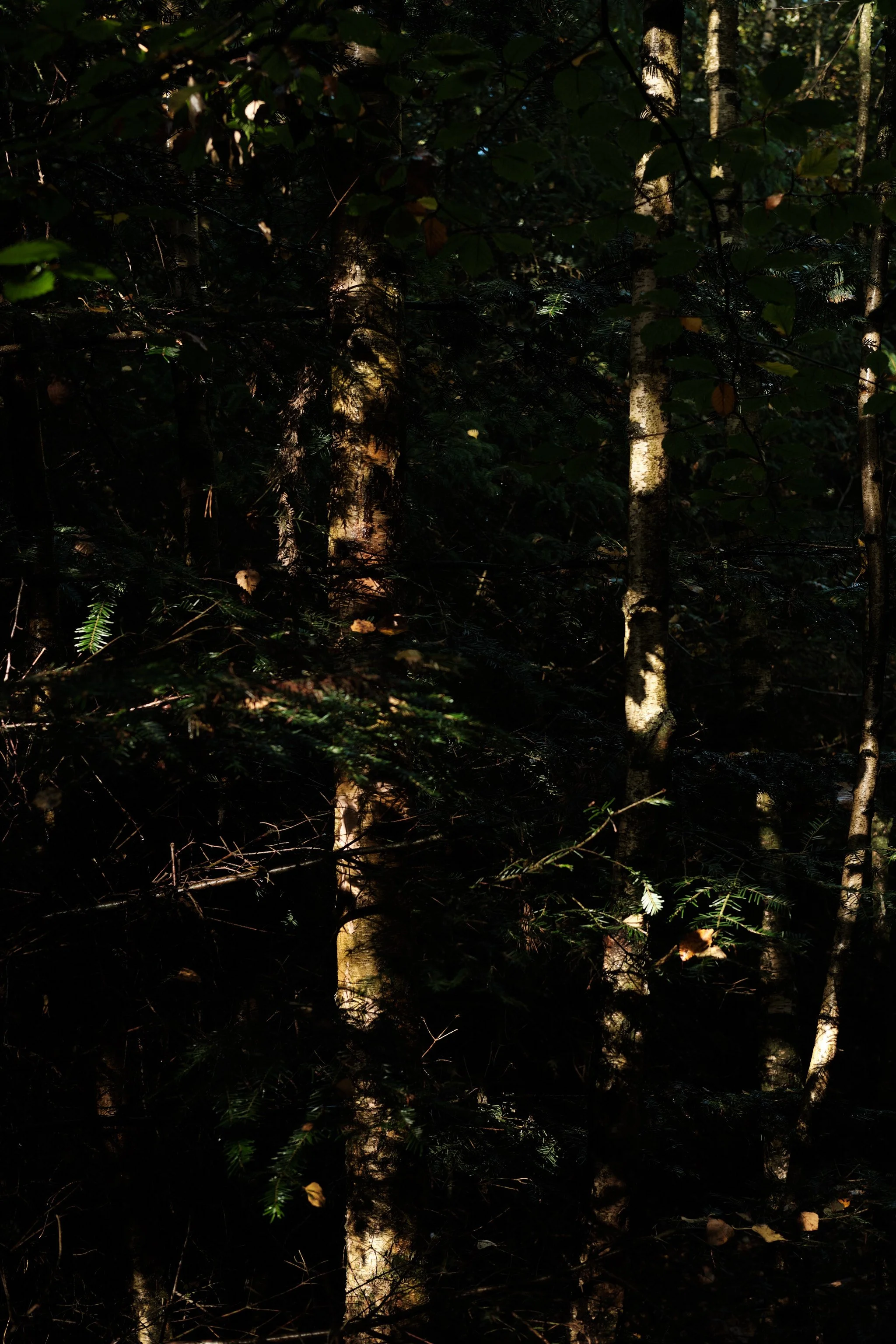 DSCF5795.jpg