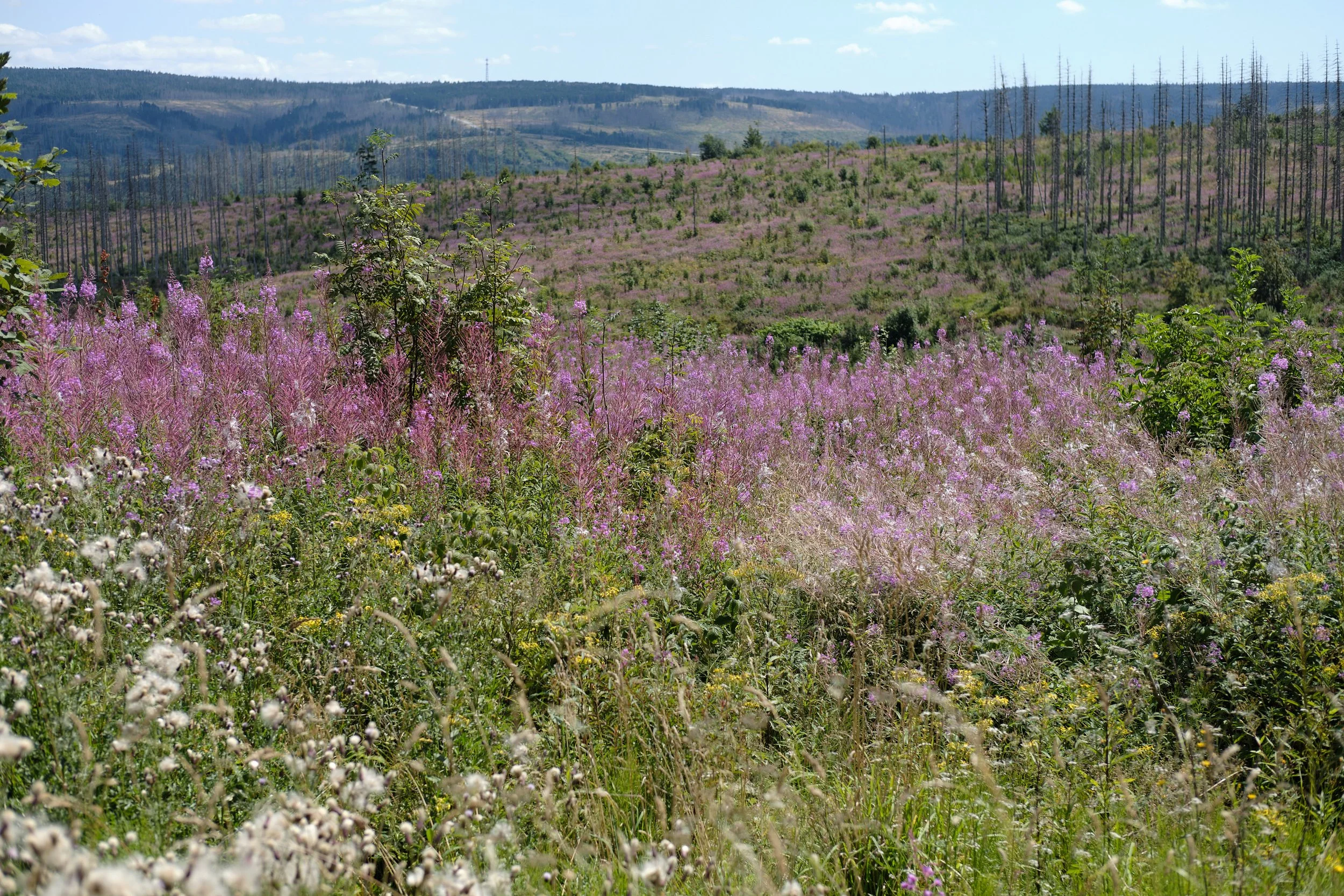 DSCF5585.jpg