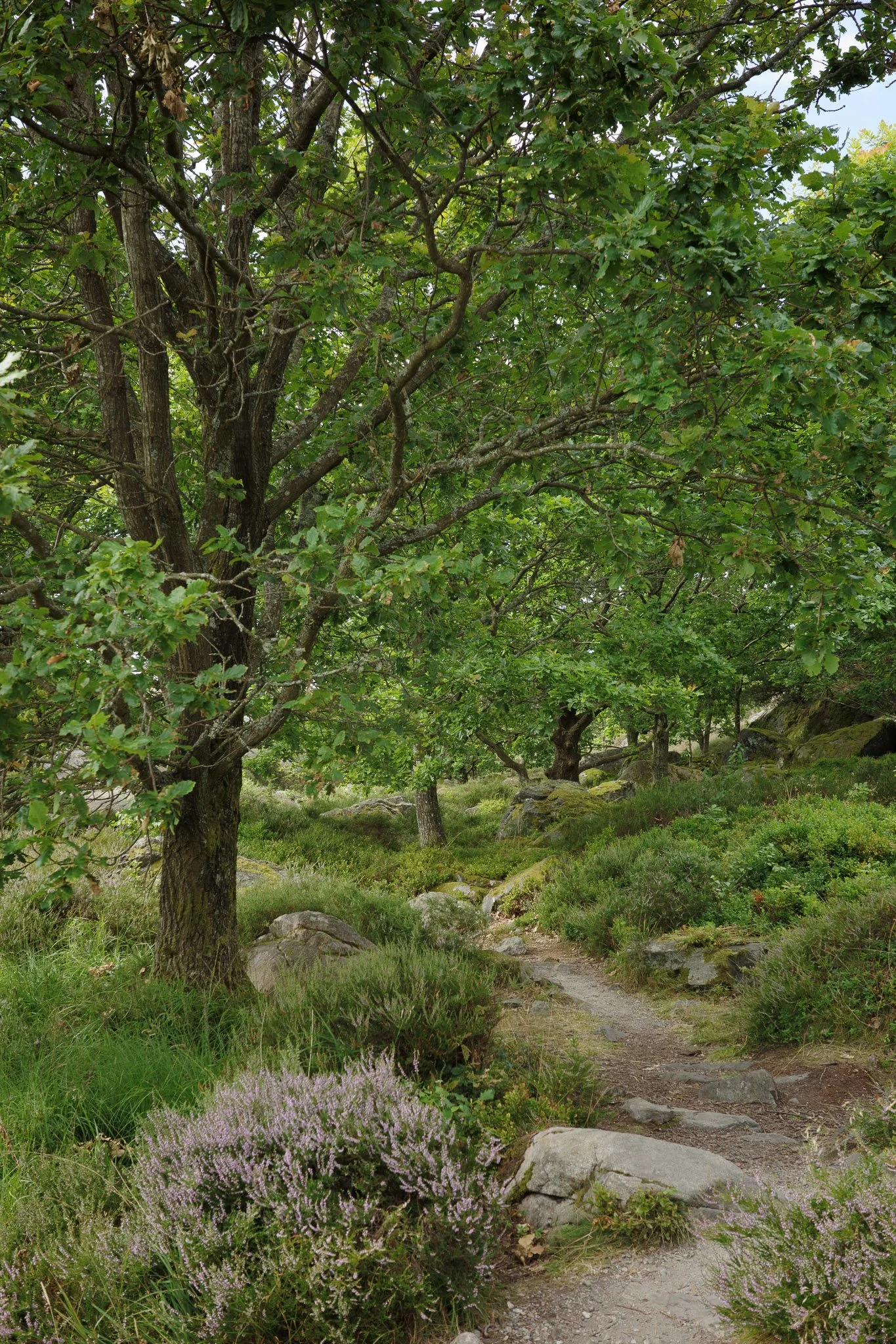 20250729-Pilane-006-sketches.jpg