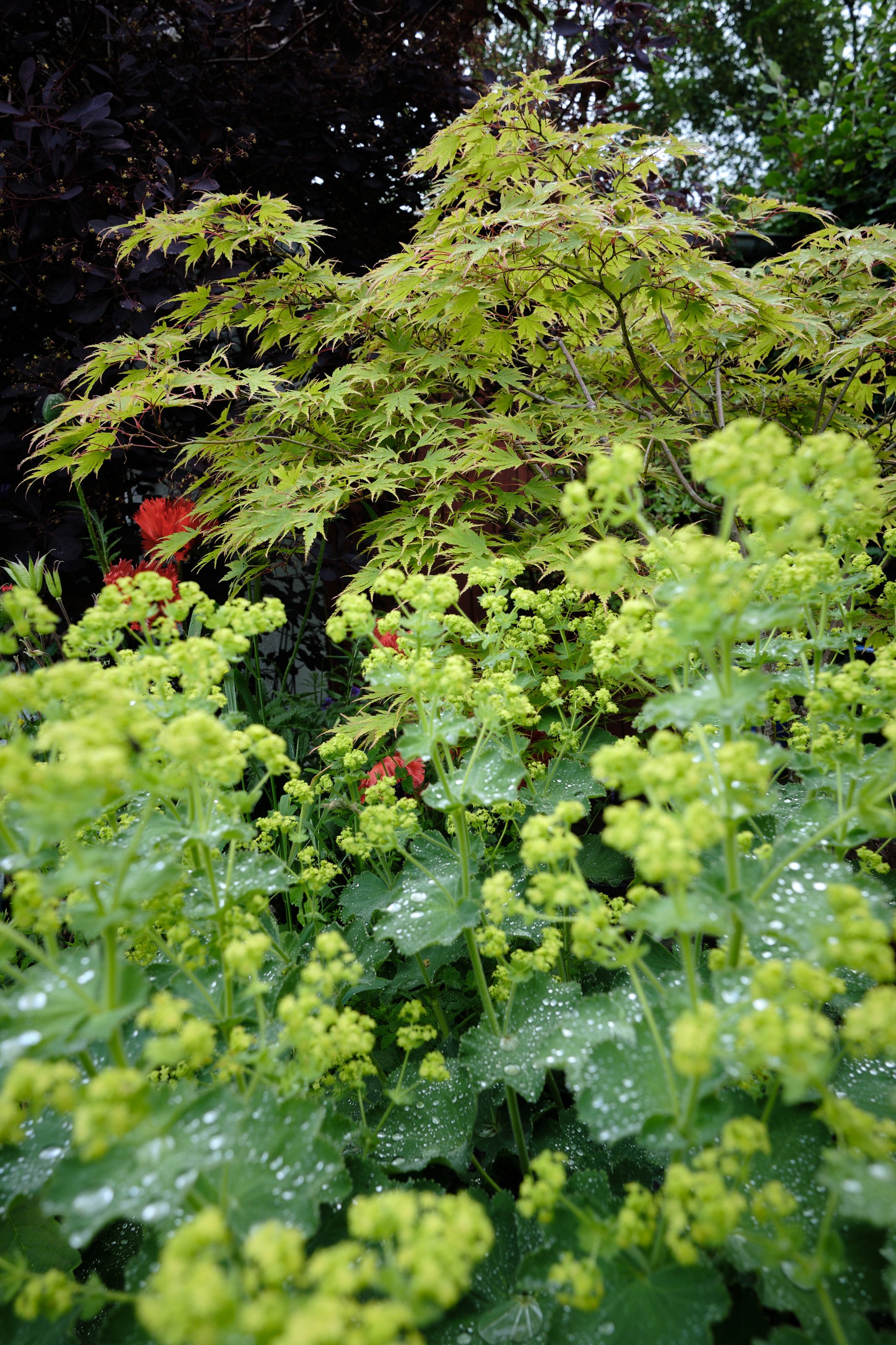 DSCF5445.jpg