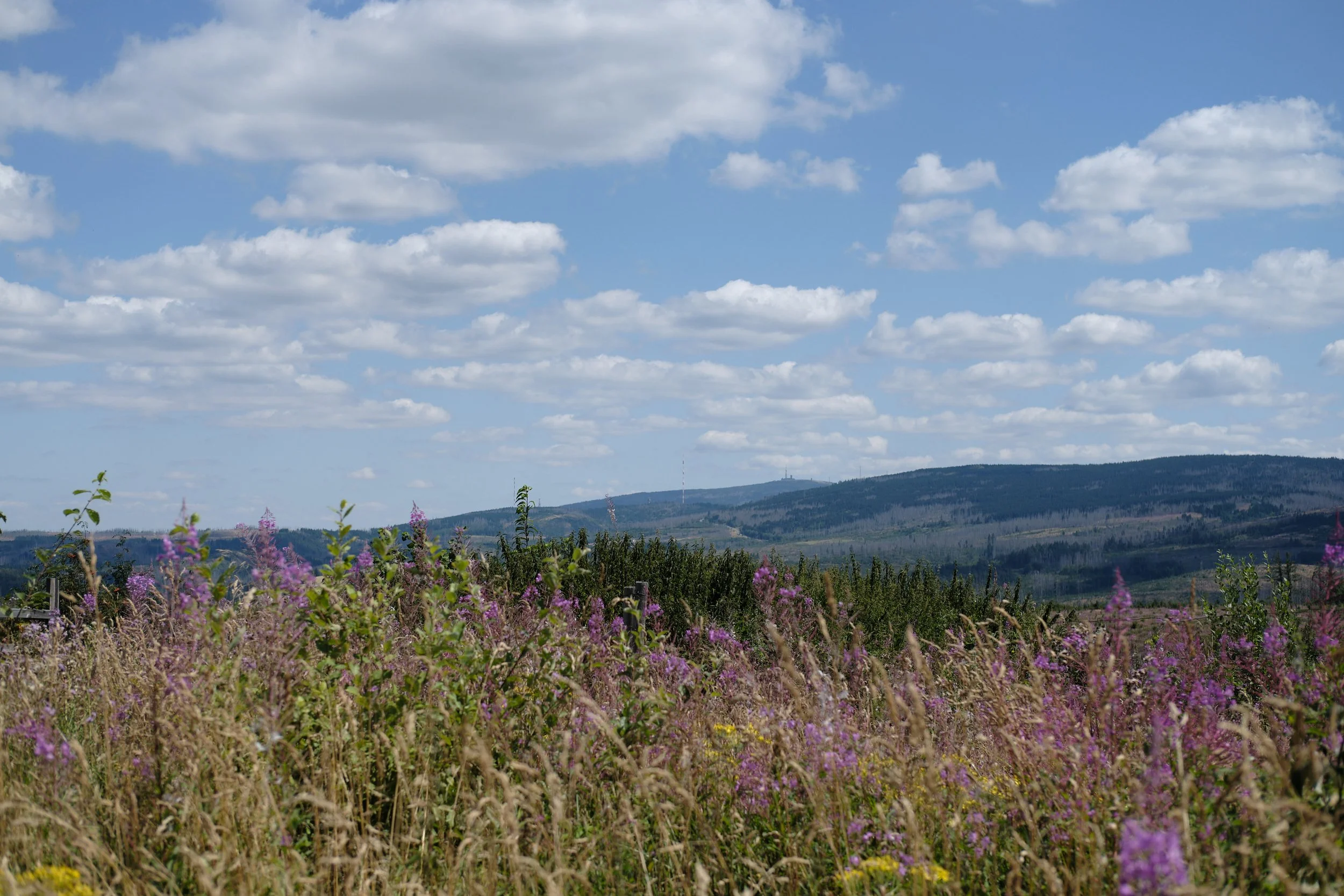 DSCF5586.jpg