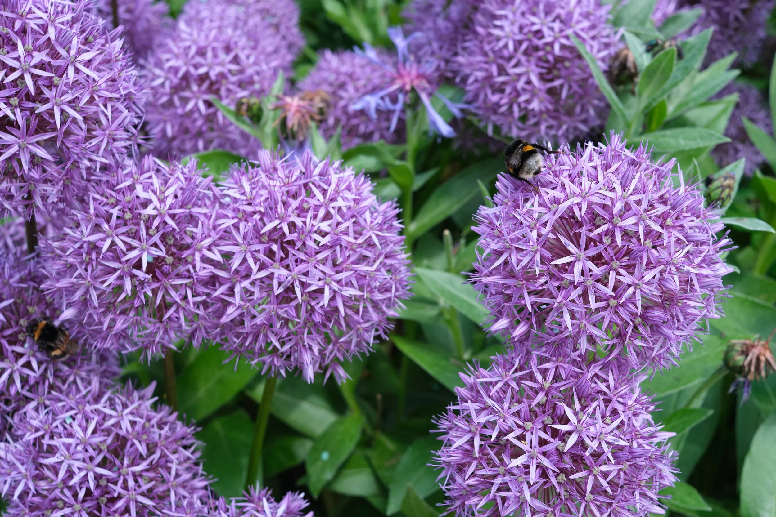 DSCF9408.jpg