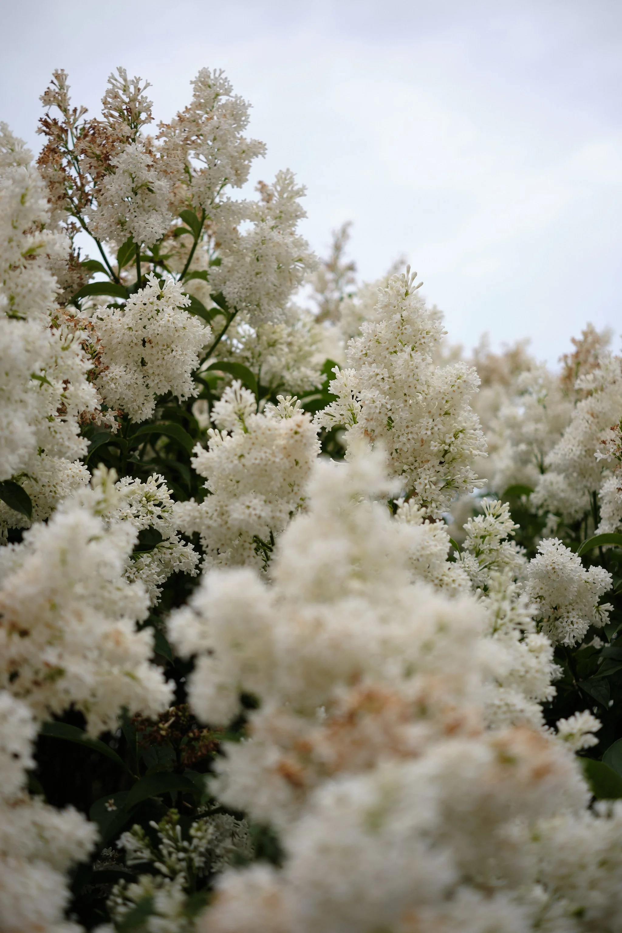 DSCF5463.jpg