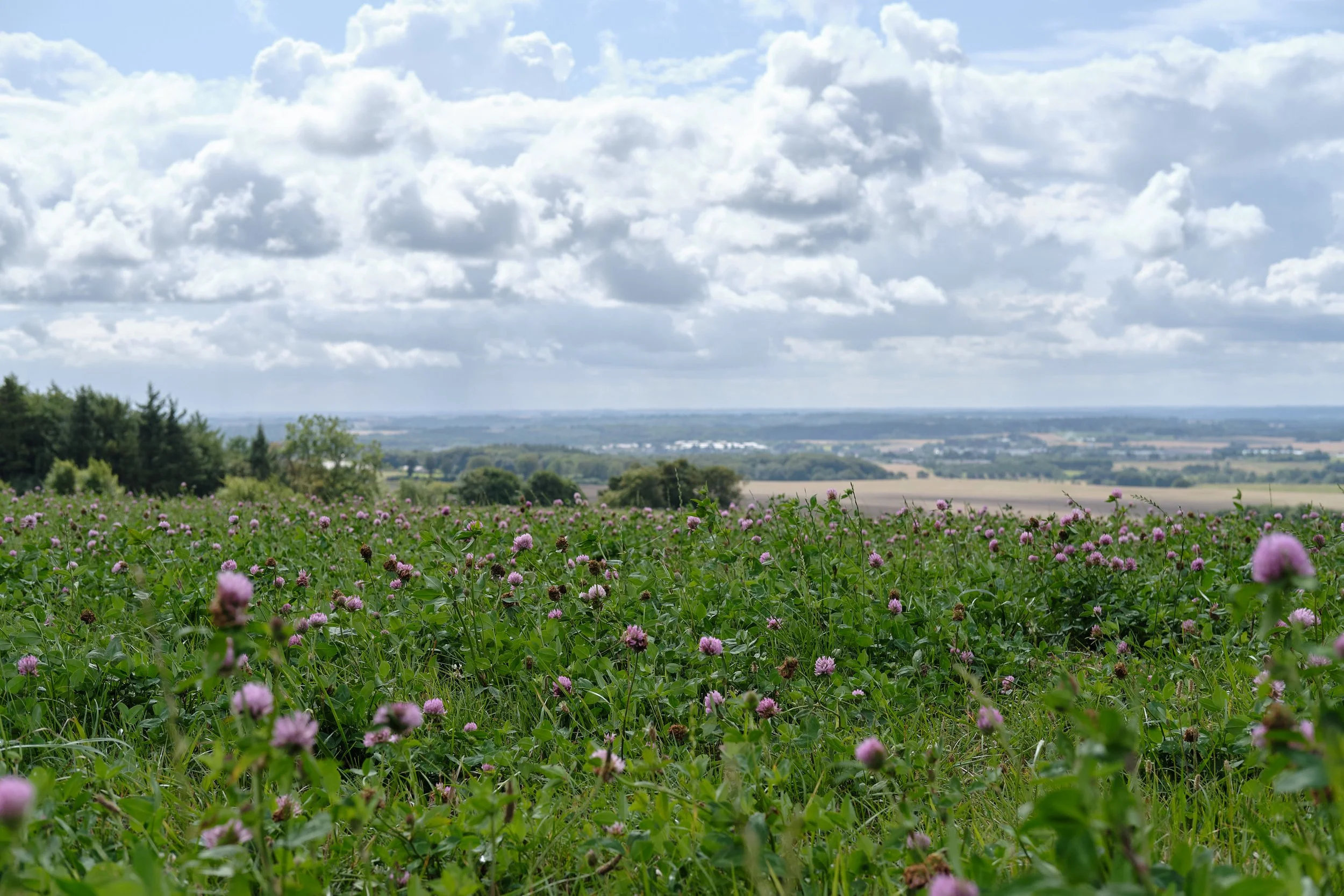 DSCF5725.jpg