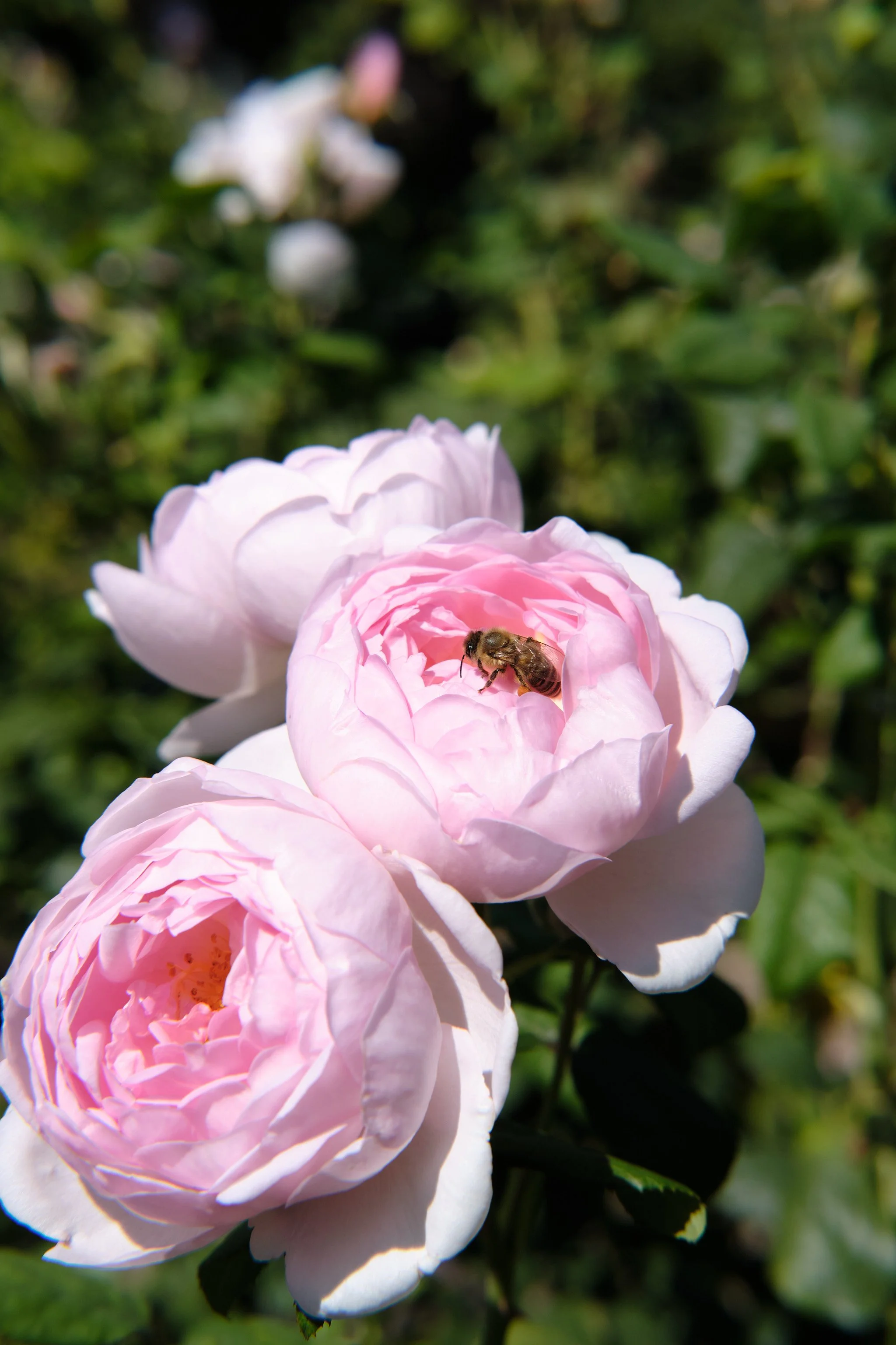 DSCF5687.jpg