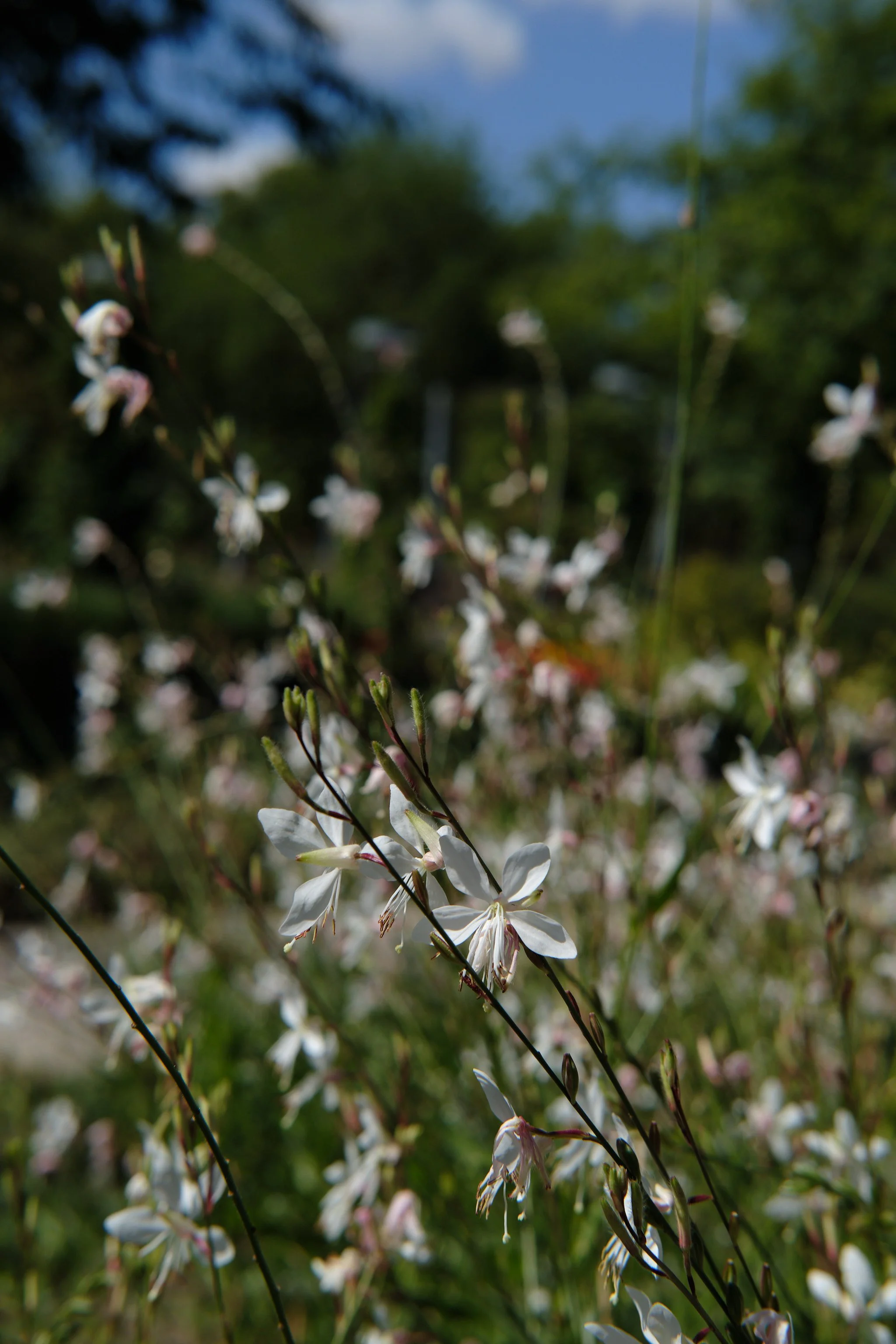 DSCF5684.jpg