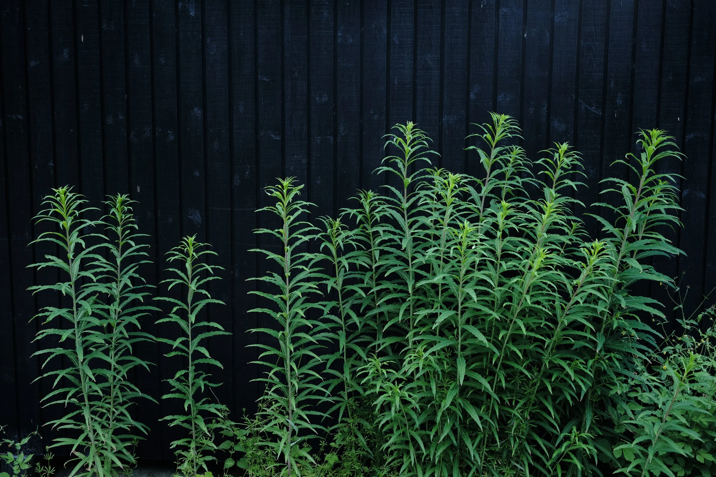 DSCF5458.jpg