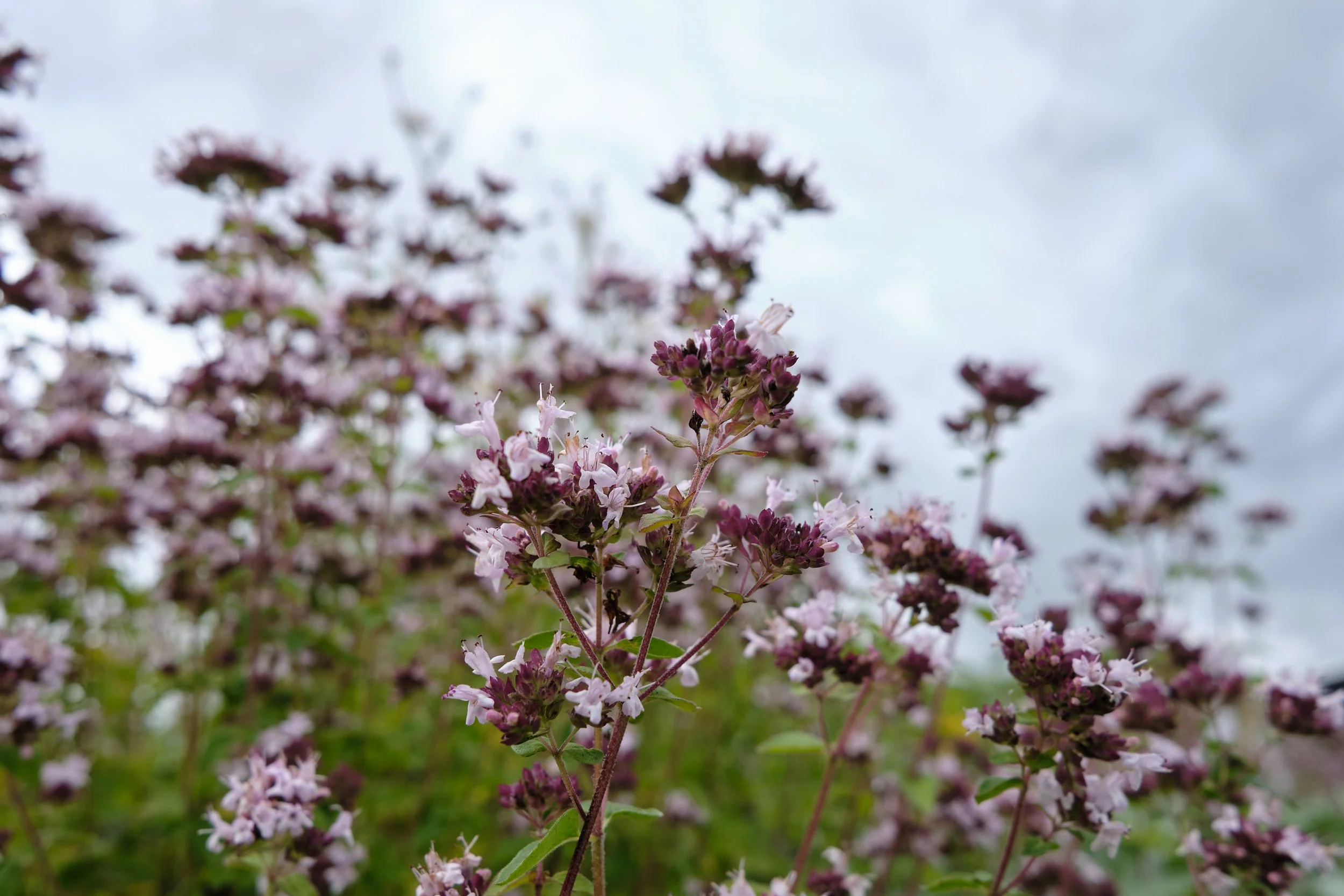 DSCF5522.jpg
