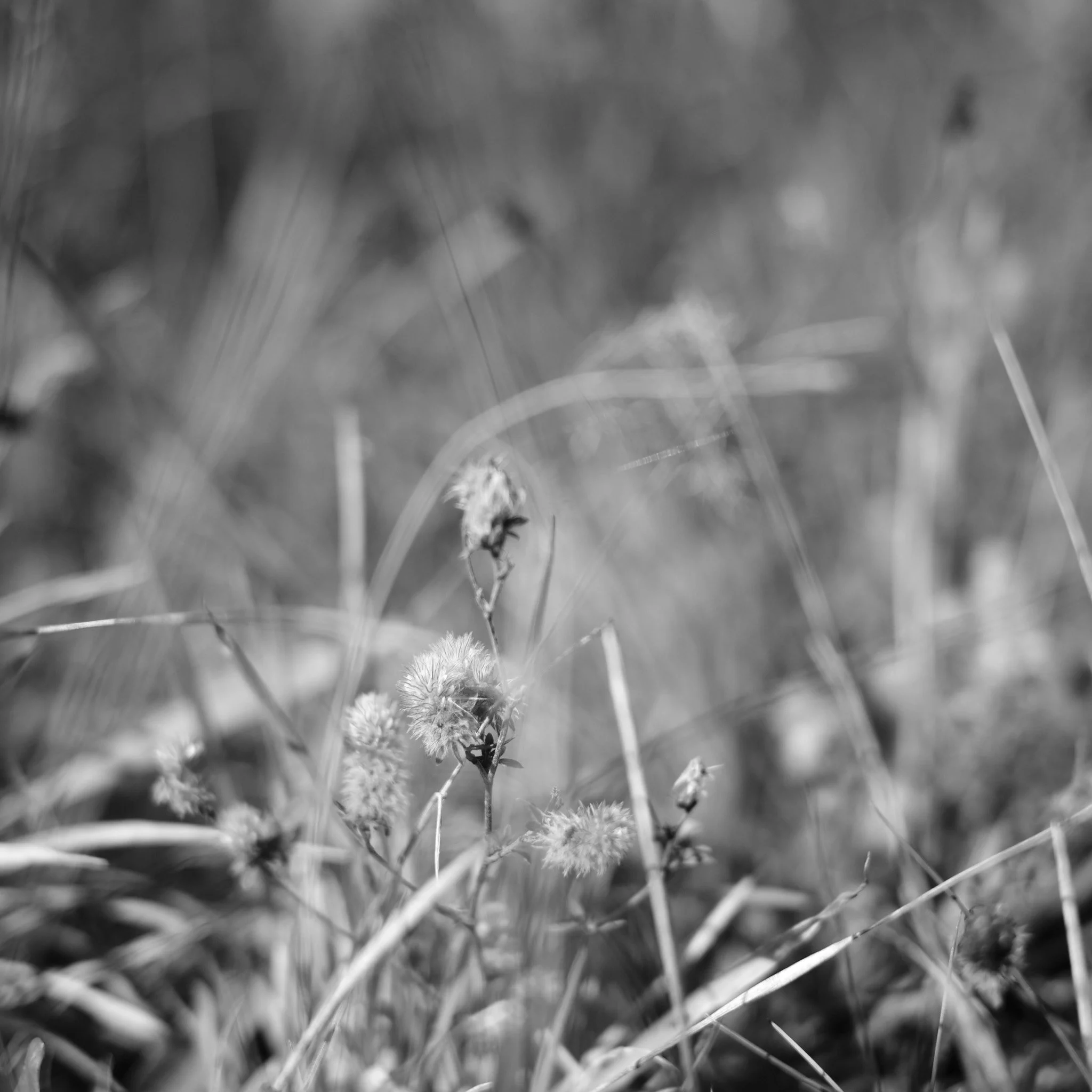 DSCF5750.jpg
