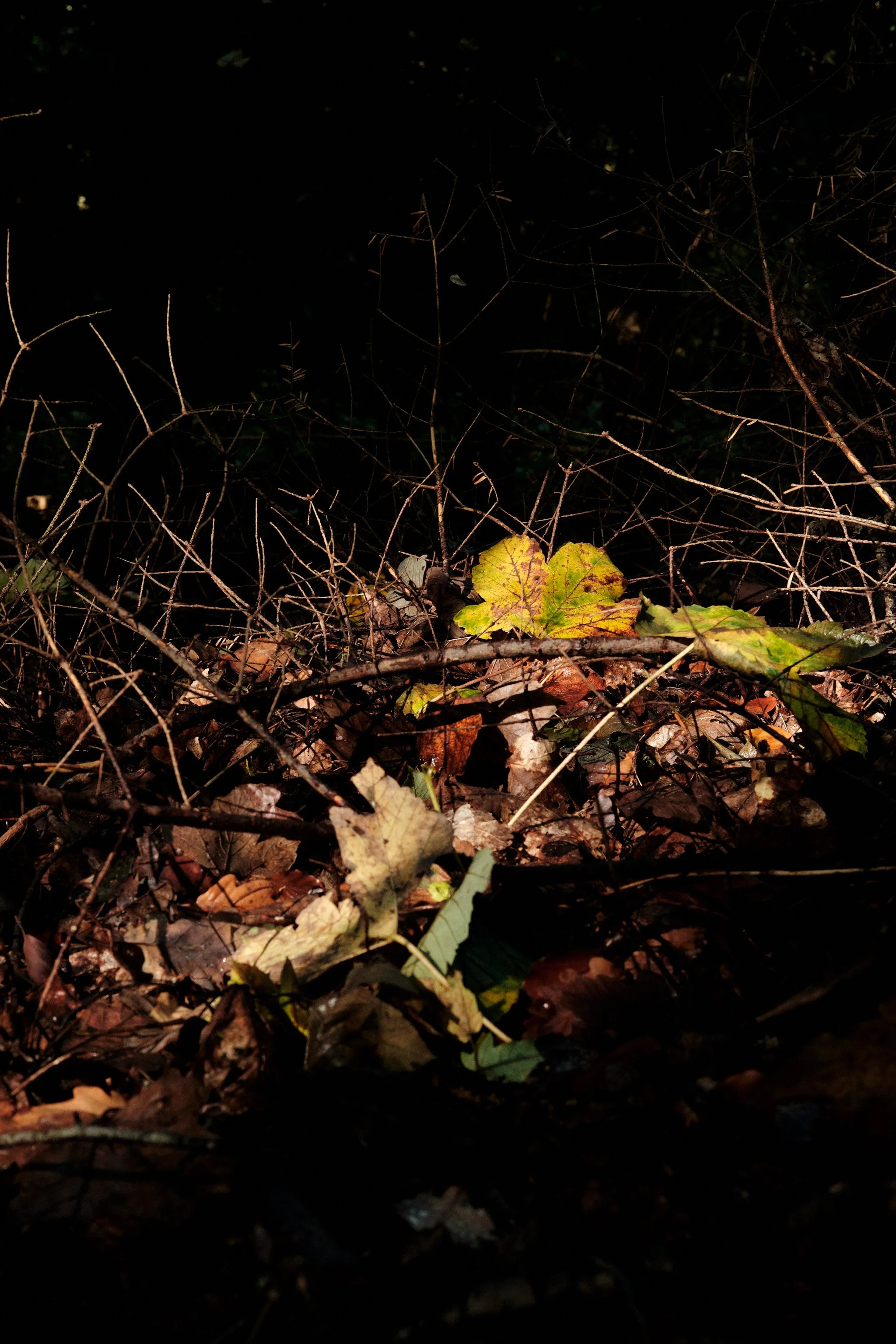 DSCF5794.jpg