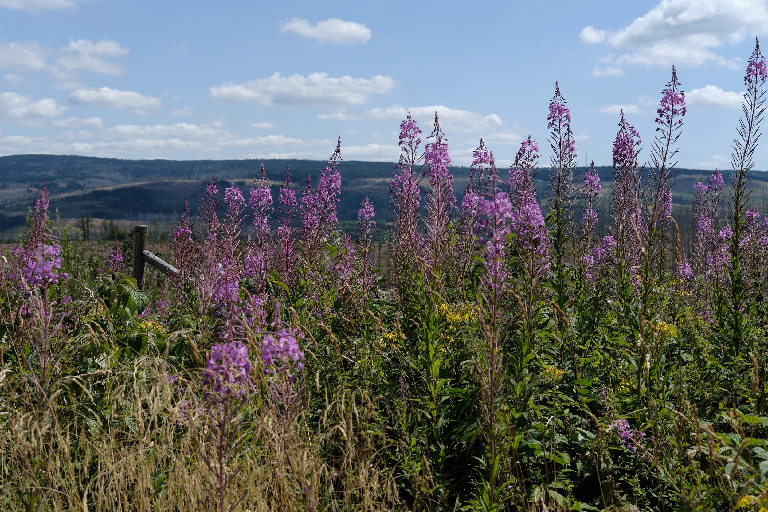 DSCF5590.jpg