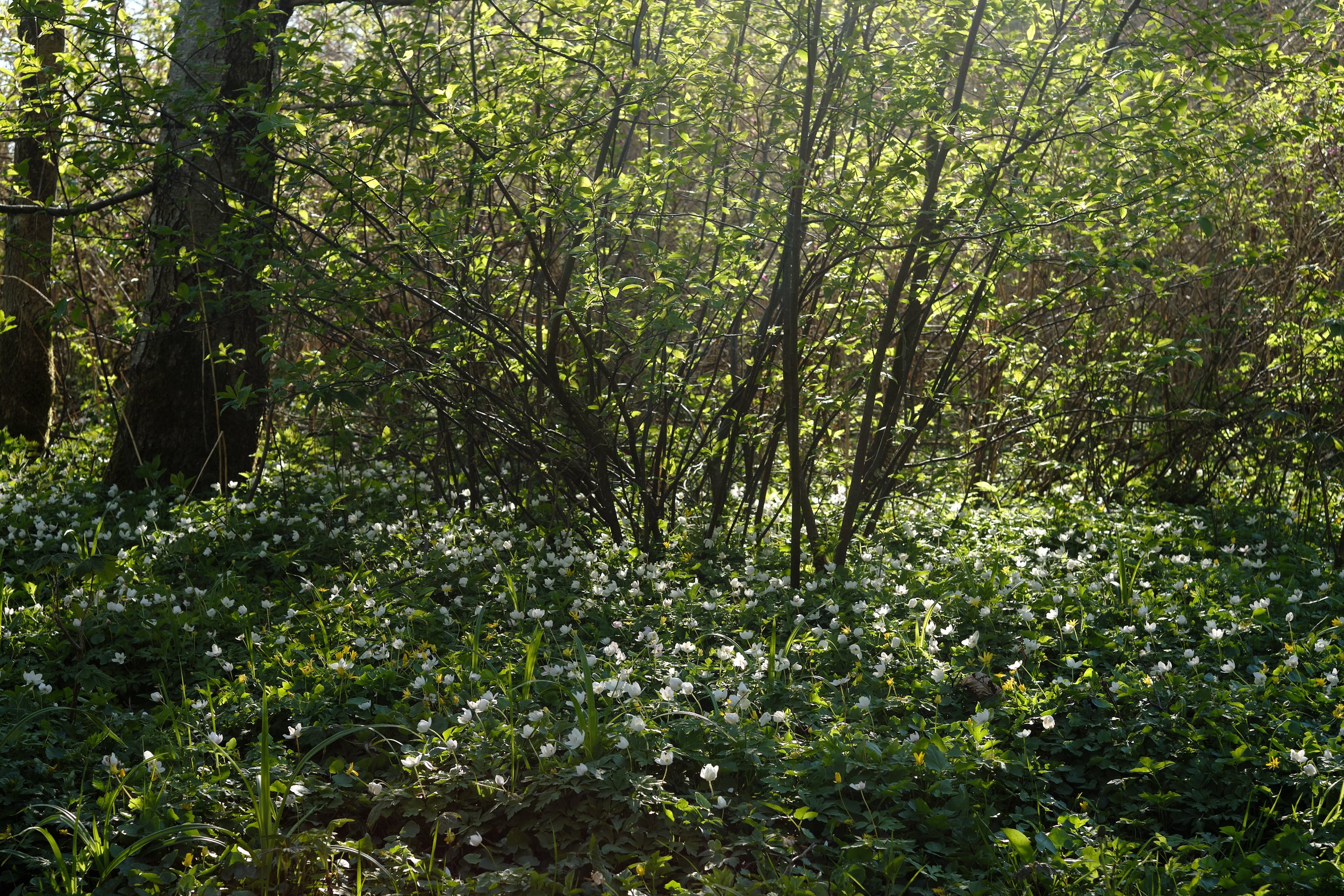 DSCF5043.jpg