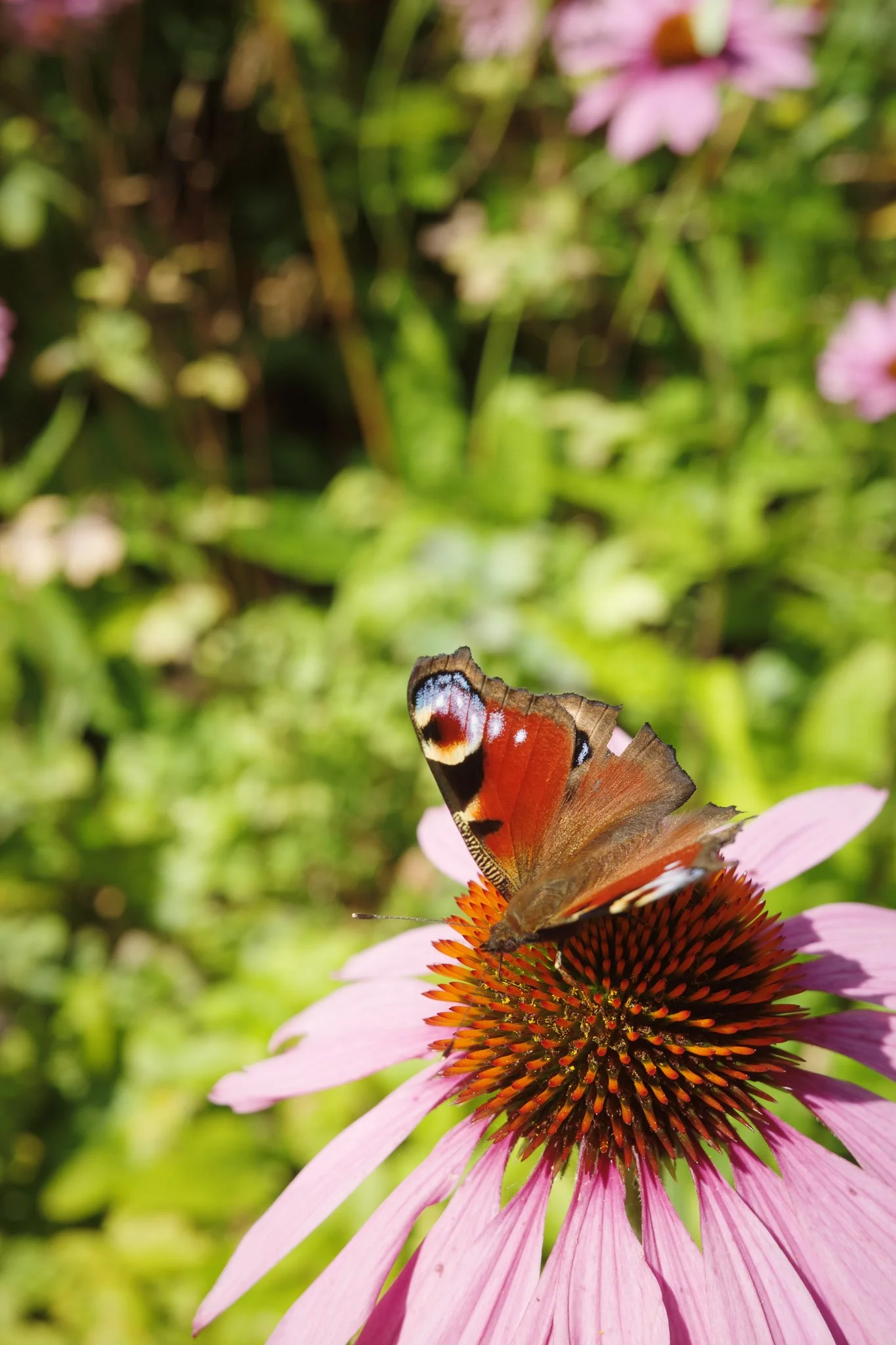 20250730-Sundsby säteri-018-sketches.jpg