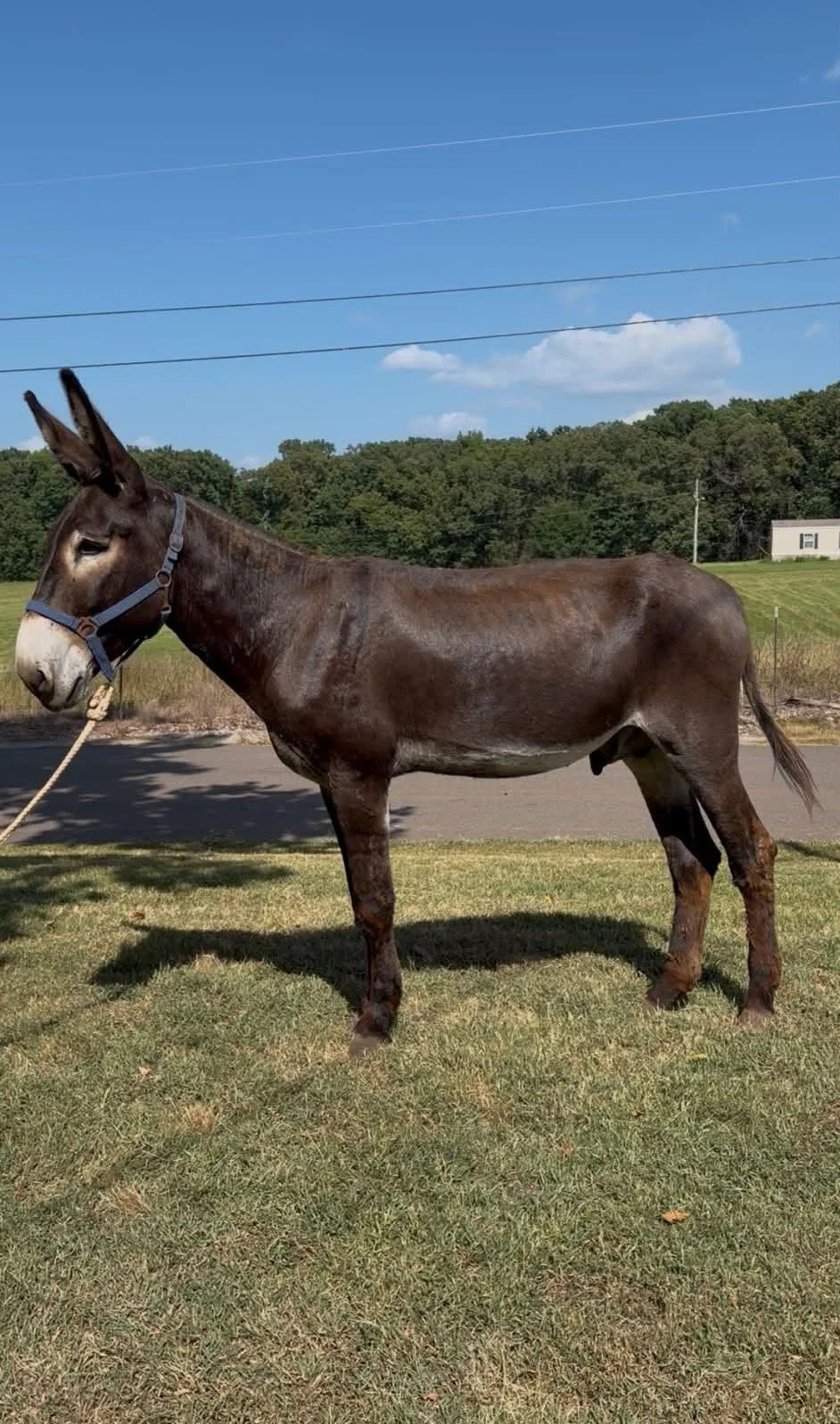 brown mammoth donkey for sale
