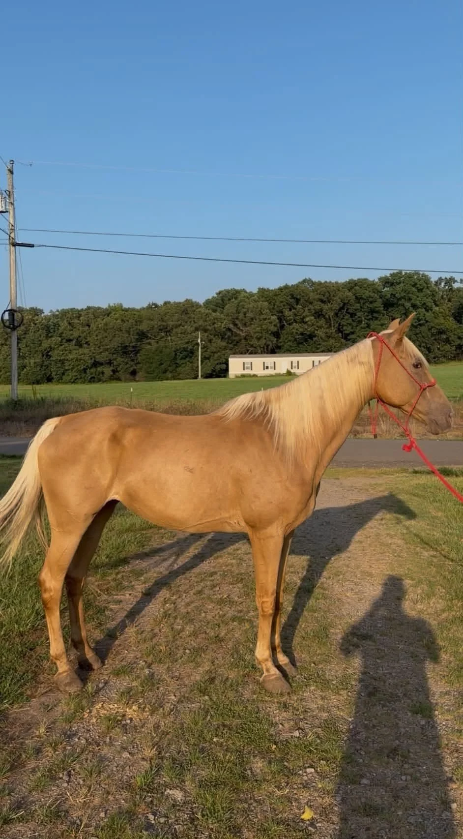 golden palomino gaited mare for sale