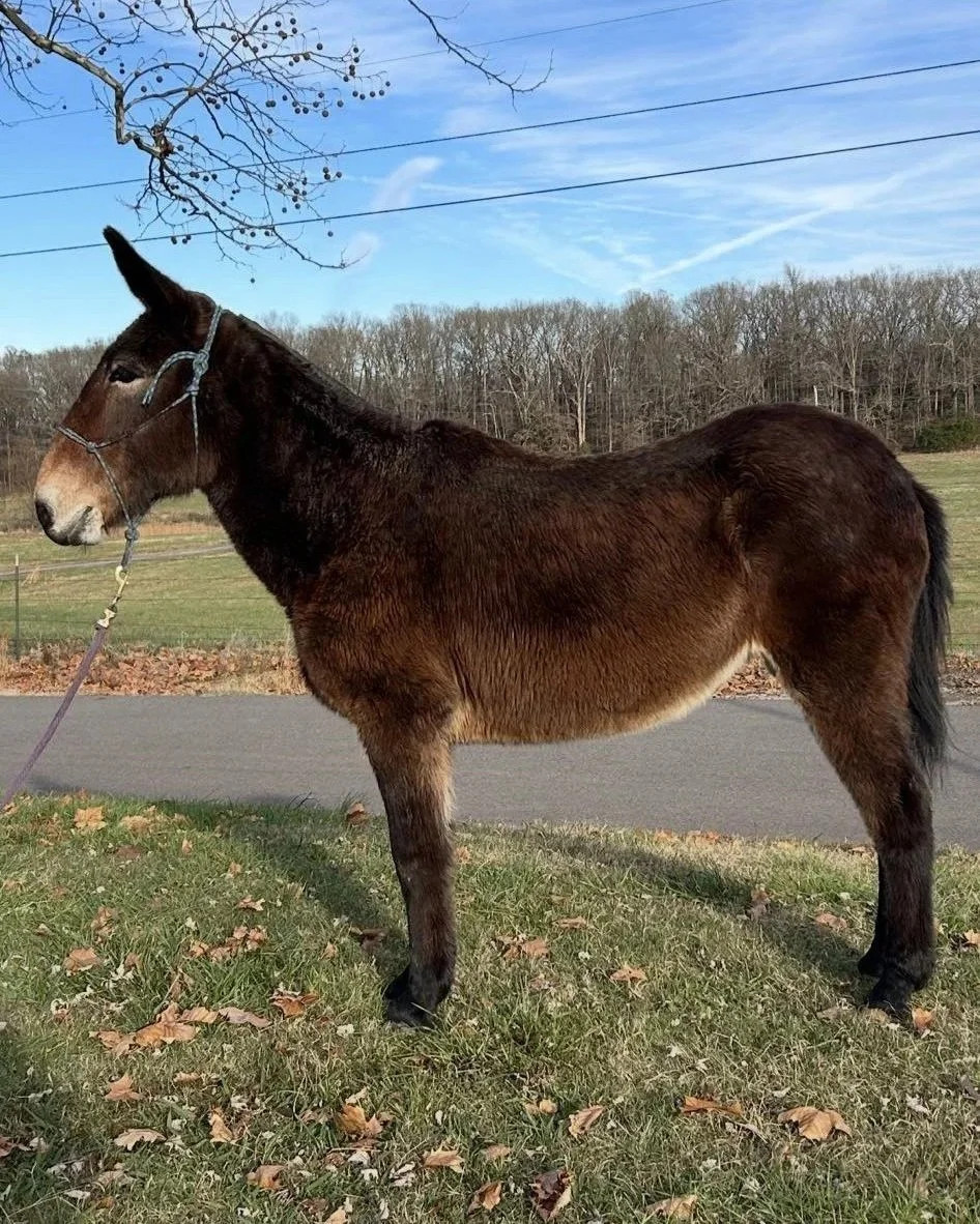 brown senior molly mule