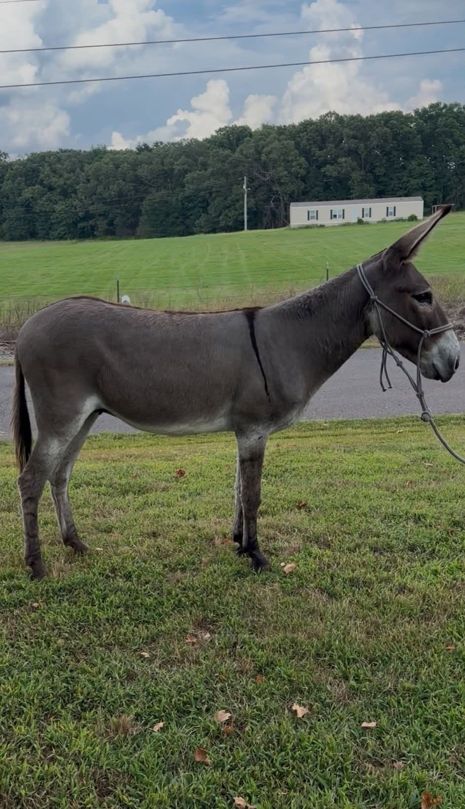 john donkey broke to lead for sale