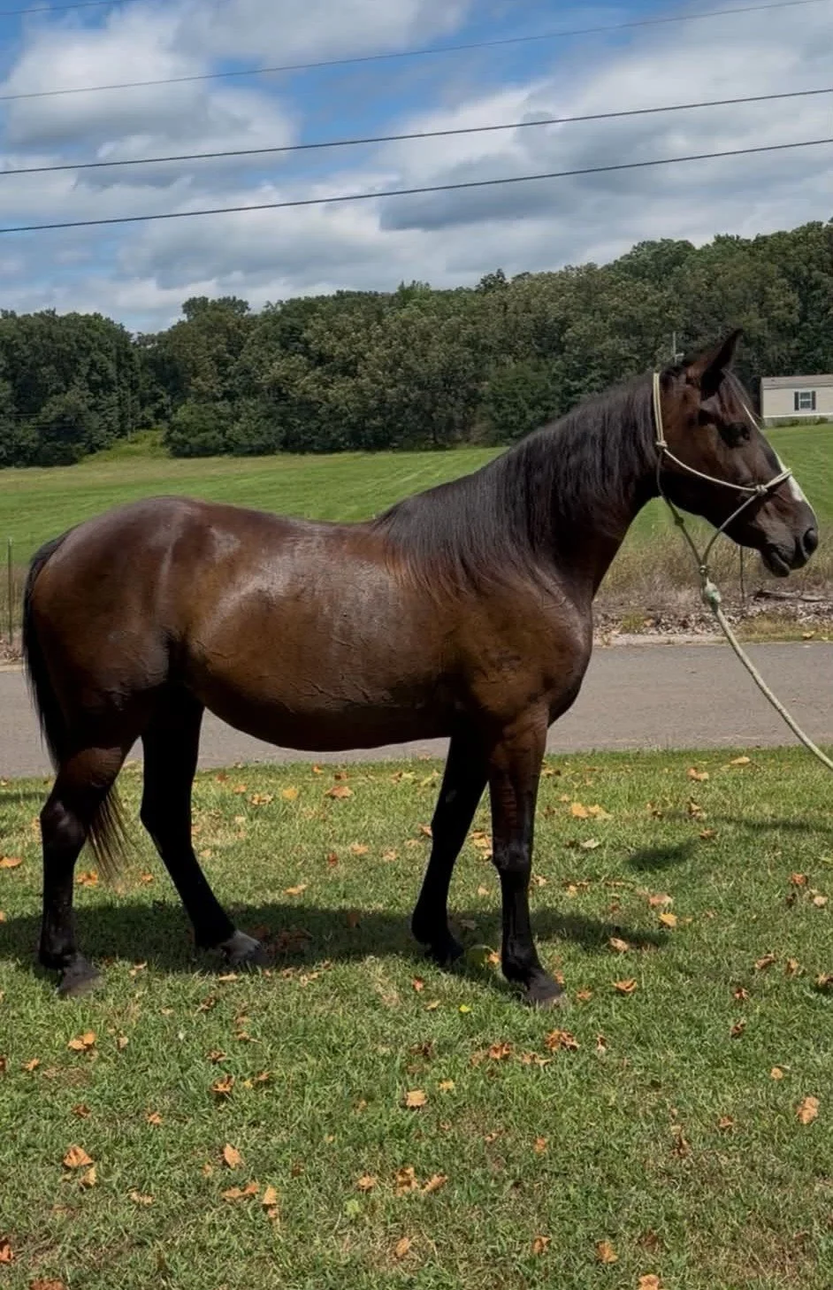 brown gaited mare for sale