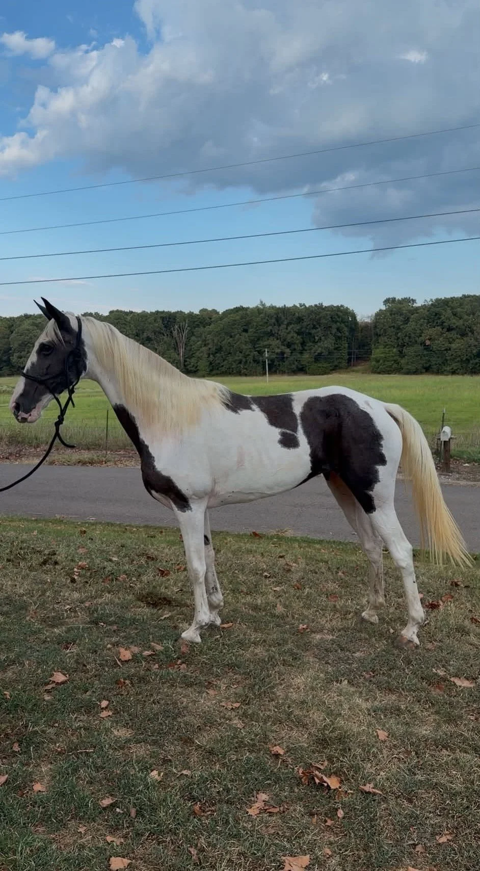 gaited spotted horse for sale