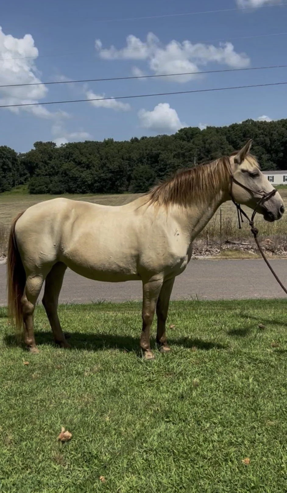 Champagne fox trotter mare for sale