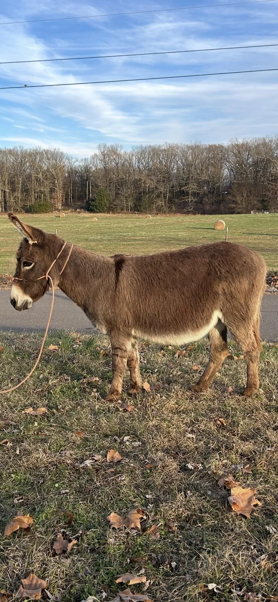 bred mini jenny for sale