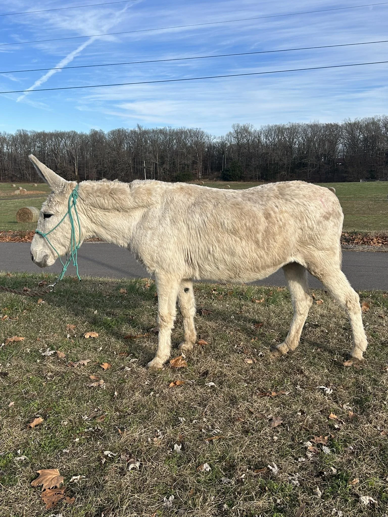 large standard jenny for sale