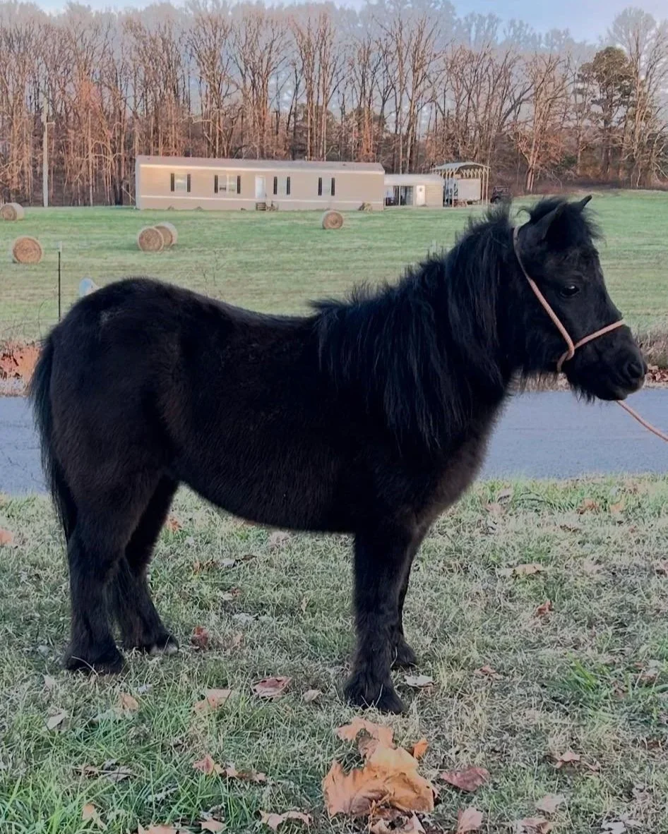black mini horse mare for sale