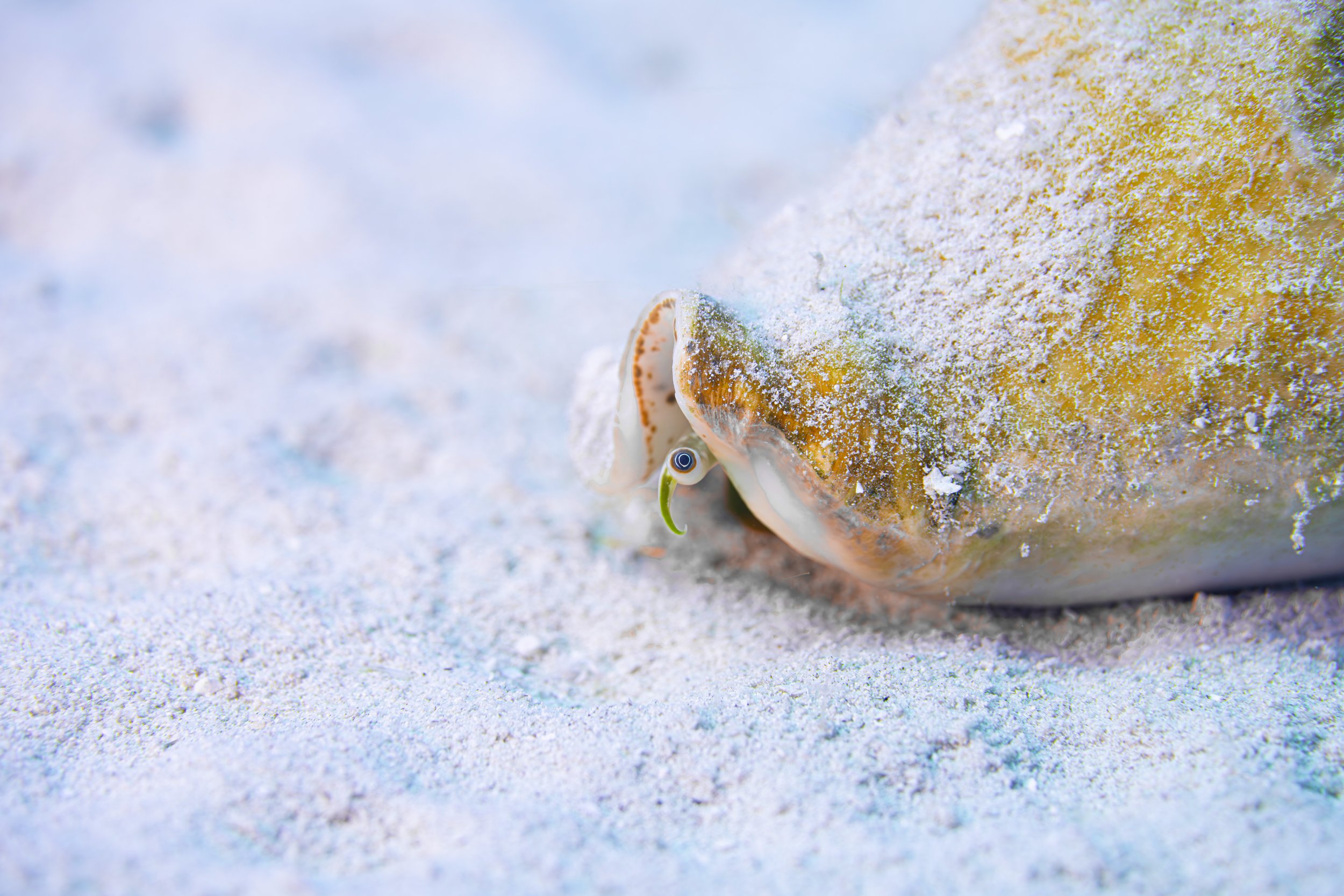 A conch scoots over the ocean floor near Grand Cayman