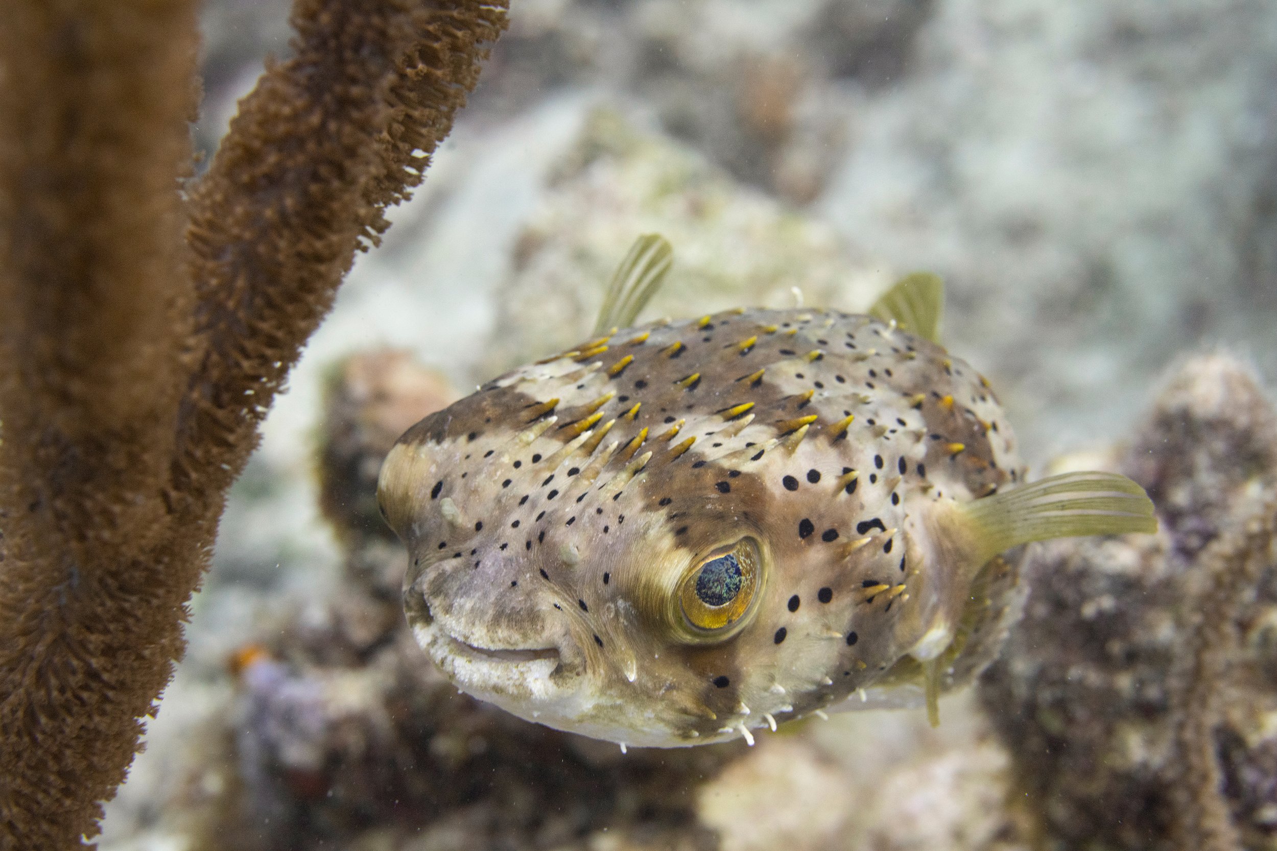 puffer52 copy2@0.33x.jpg