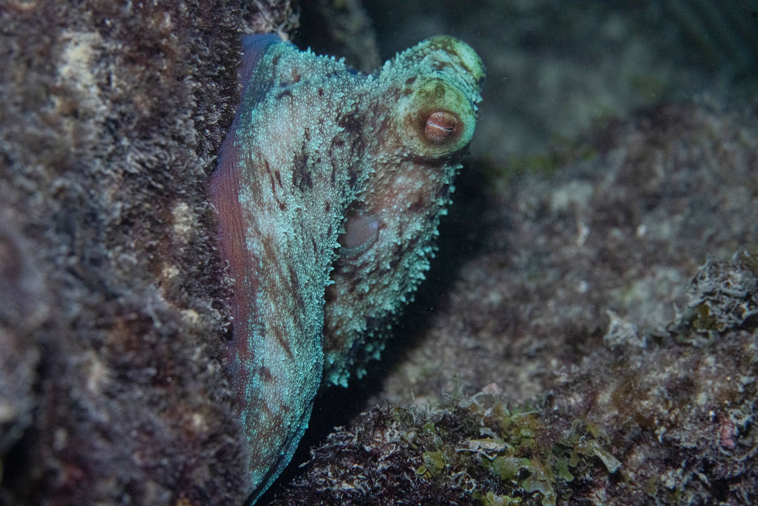 octo2 copy@0.3x.jpg