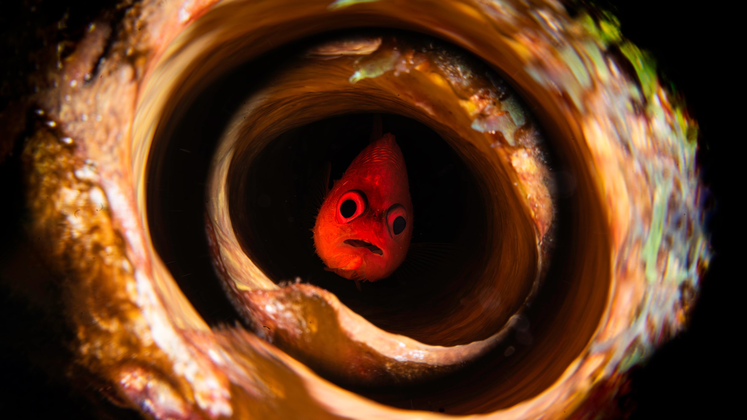 fish facelbb16x9 copy@0.5x.jpg