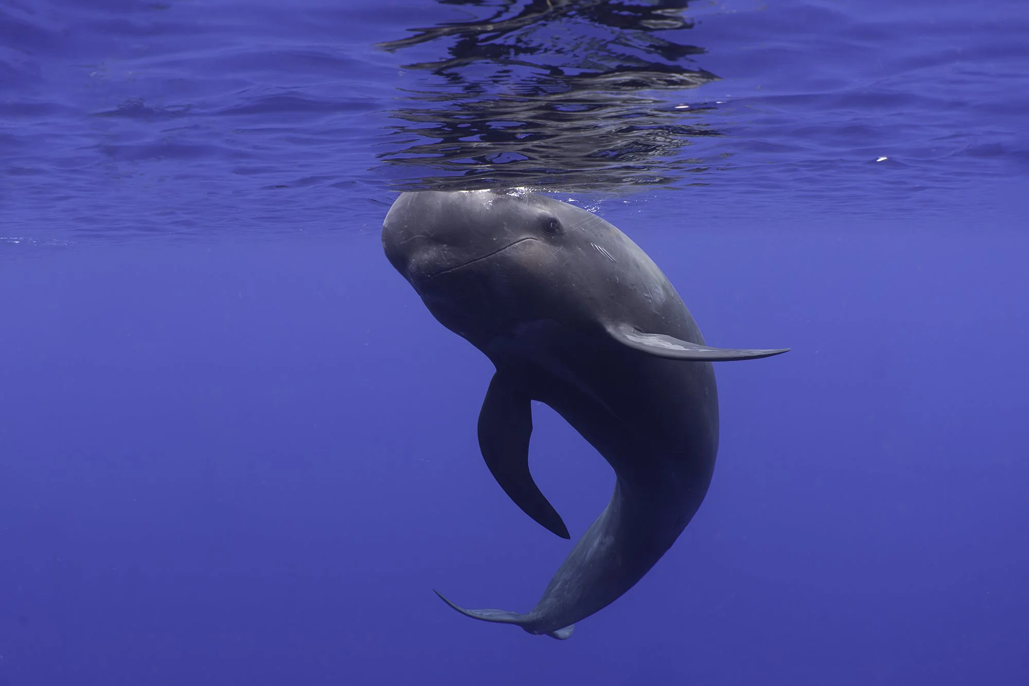 Pilot Whale.jpg