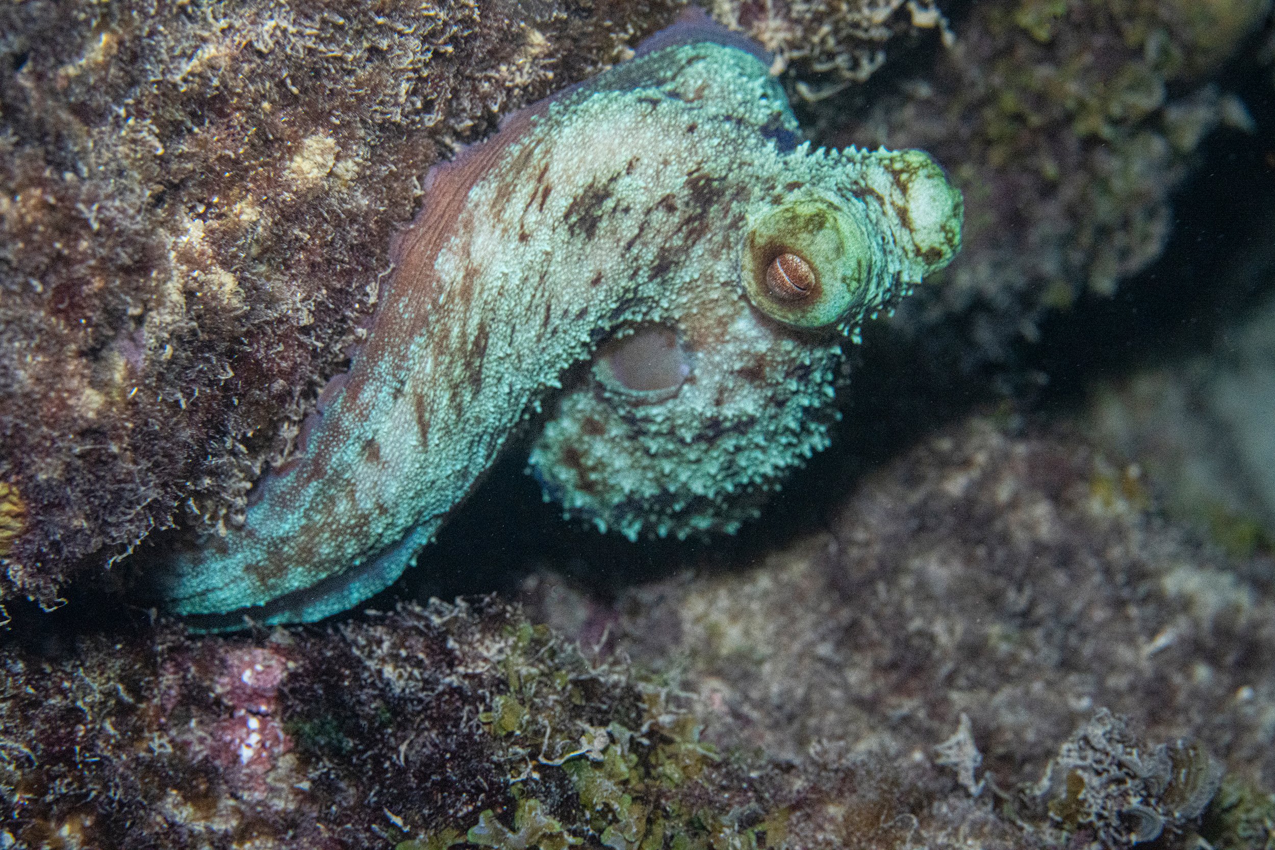 octo6better2 copy@0.33x.jpg