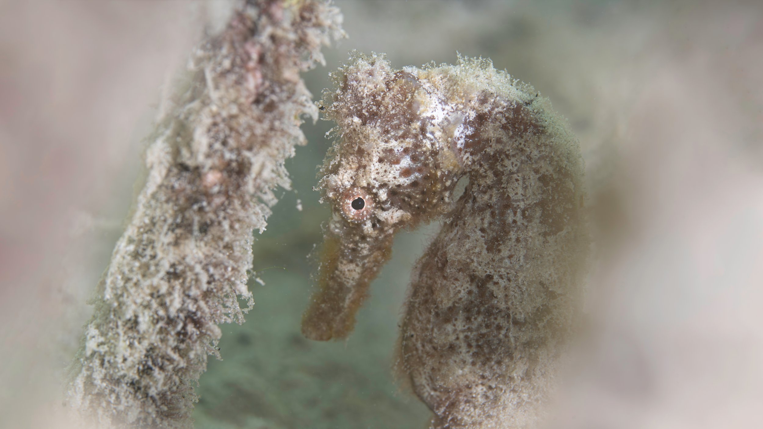 A seahorse peers from inside a discarded cage in Curacao