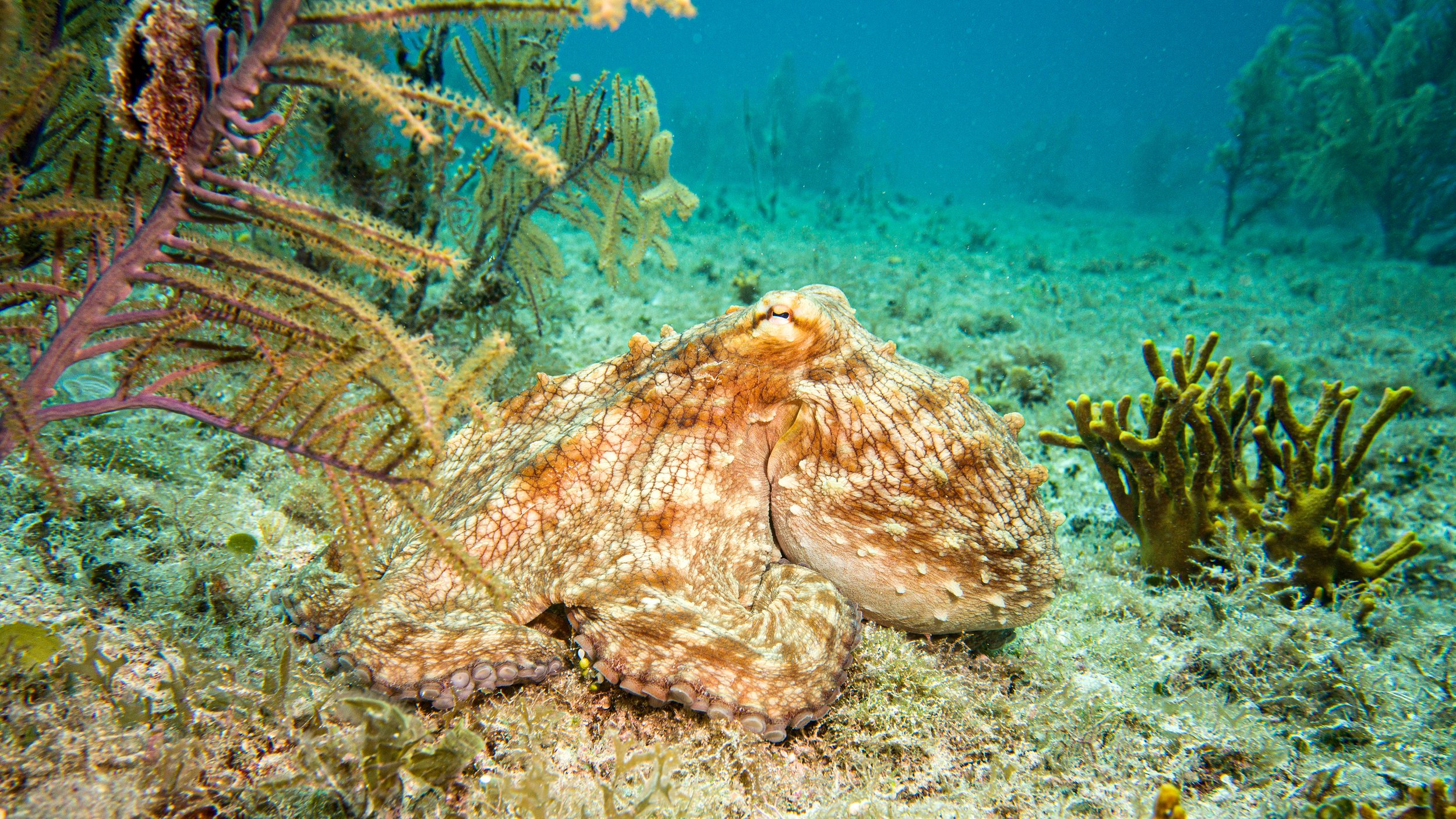 Octopus16x9@0.33x.jpg