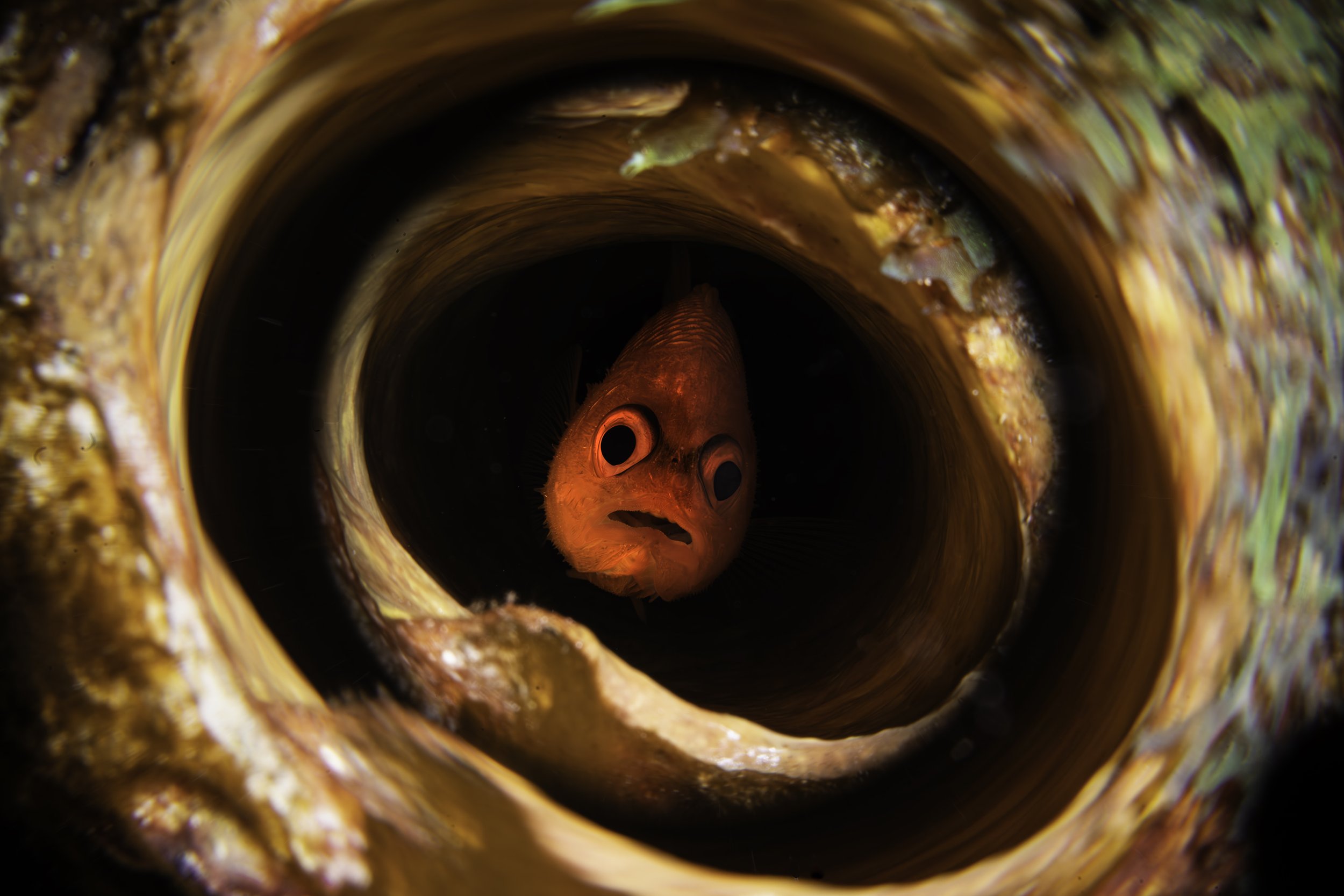 SwimShady.jpg
