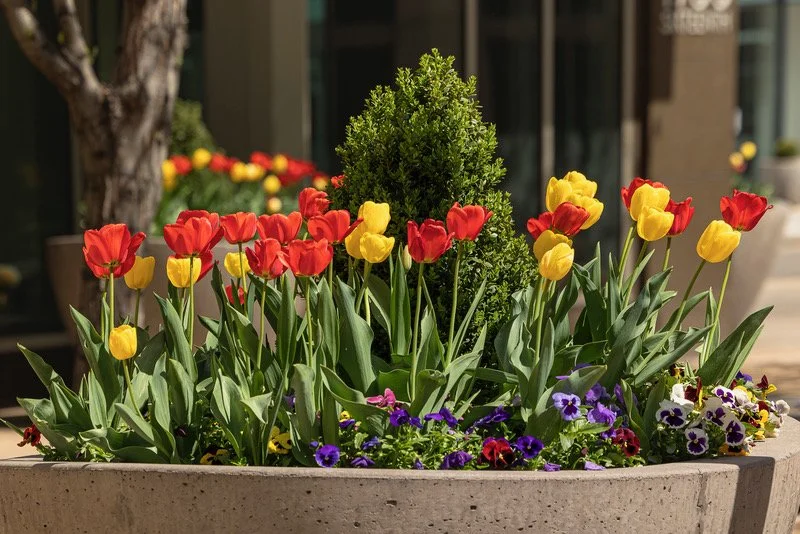 BB ExteriorSpring Tulips.jpeg
