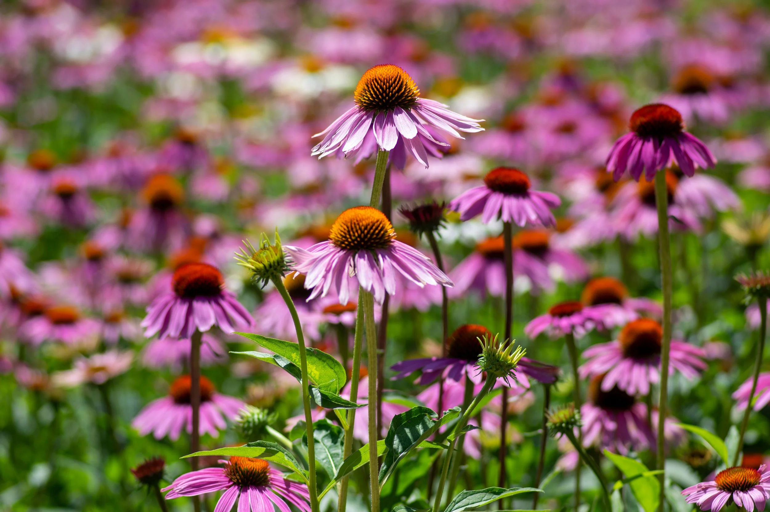 Purple Coneflower (Echinacea)