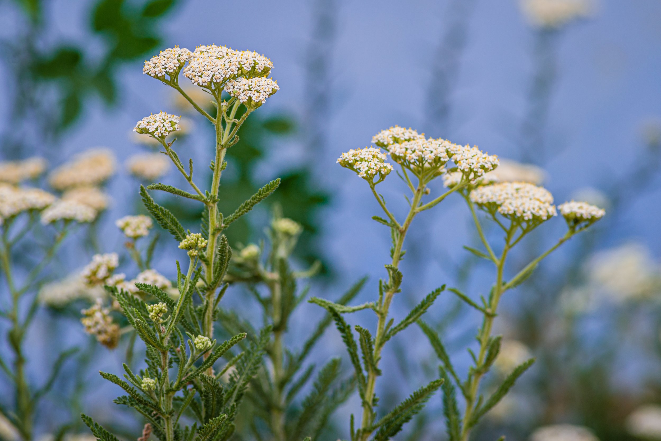 Yarrow