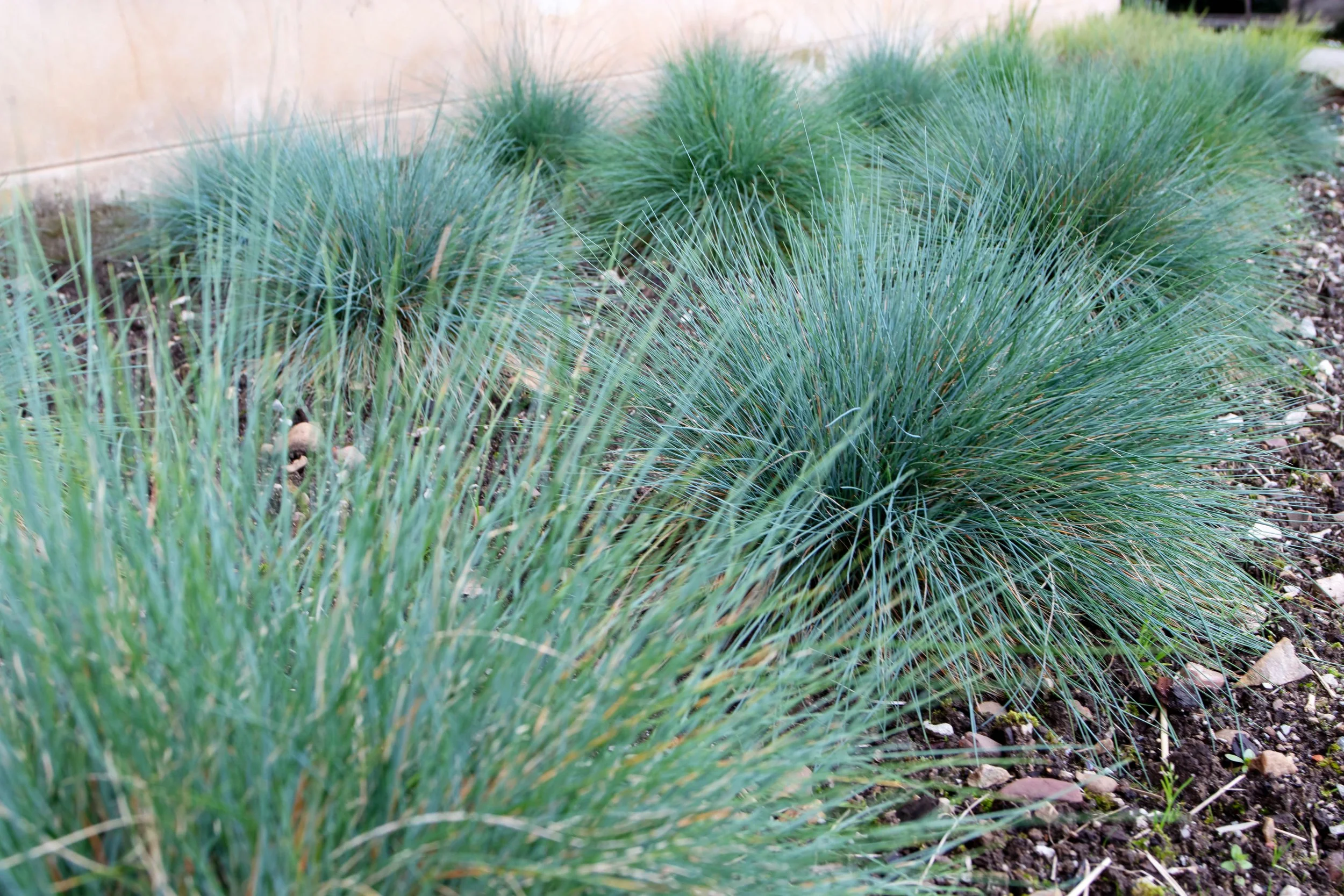 Blue Fescue
